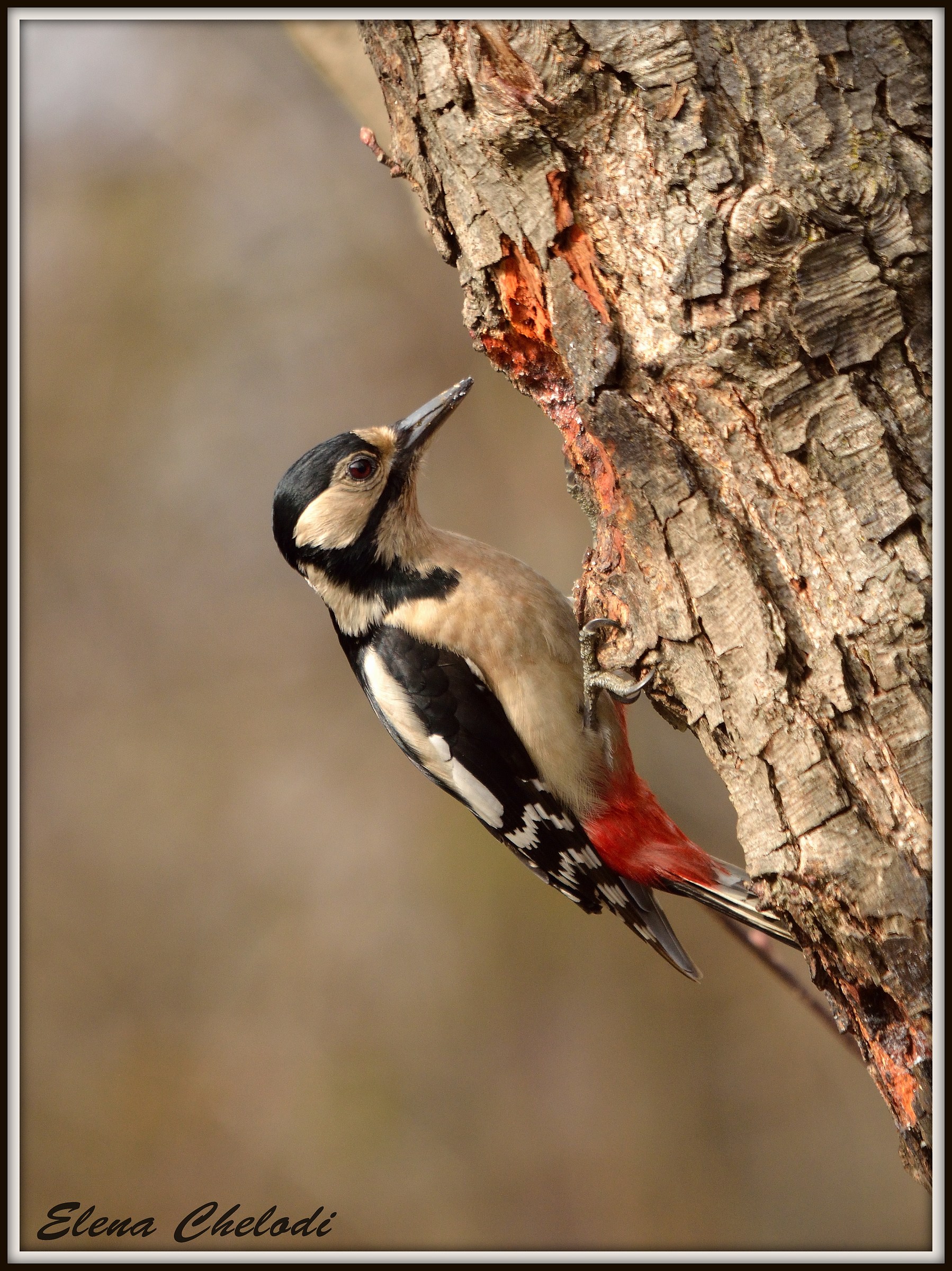 Great Spotted Woodpecker Female...
