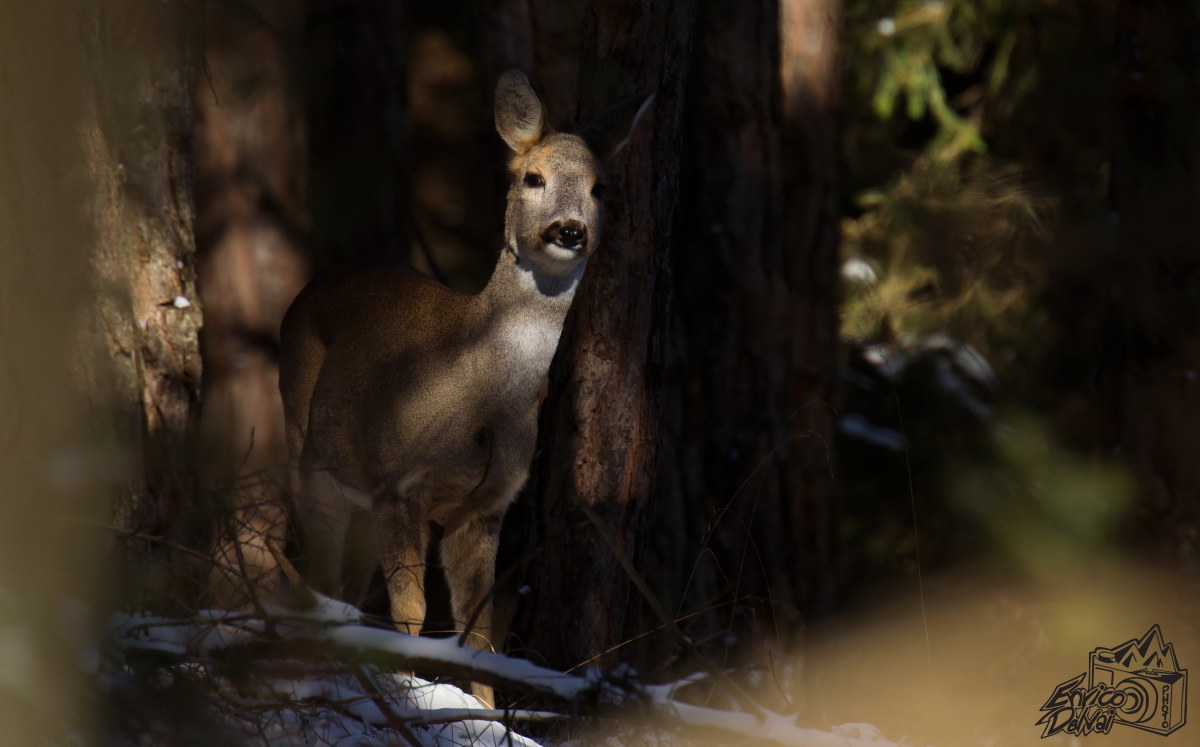 Furtive presences in the woods ......