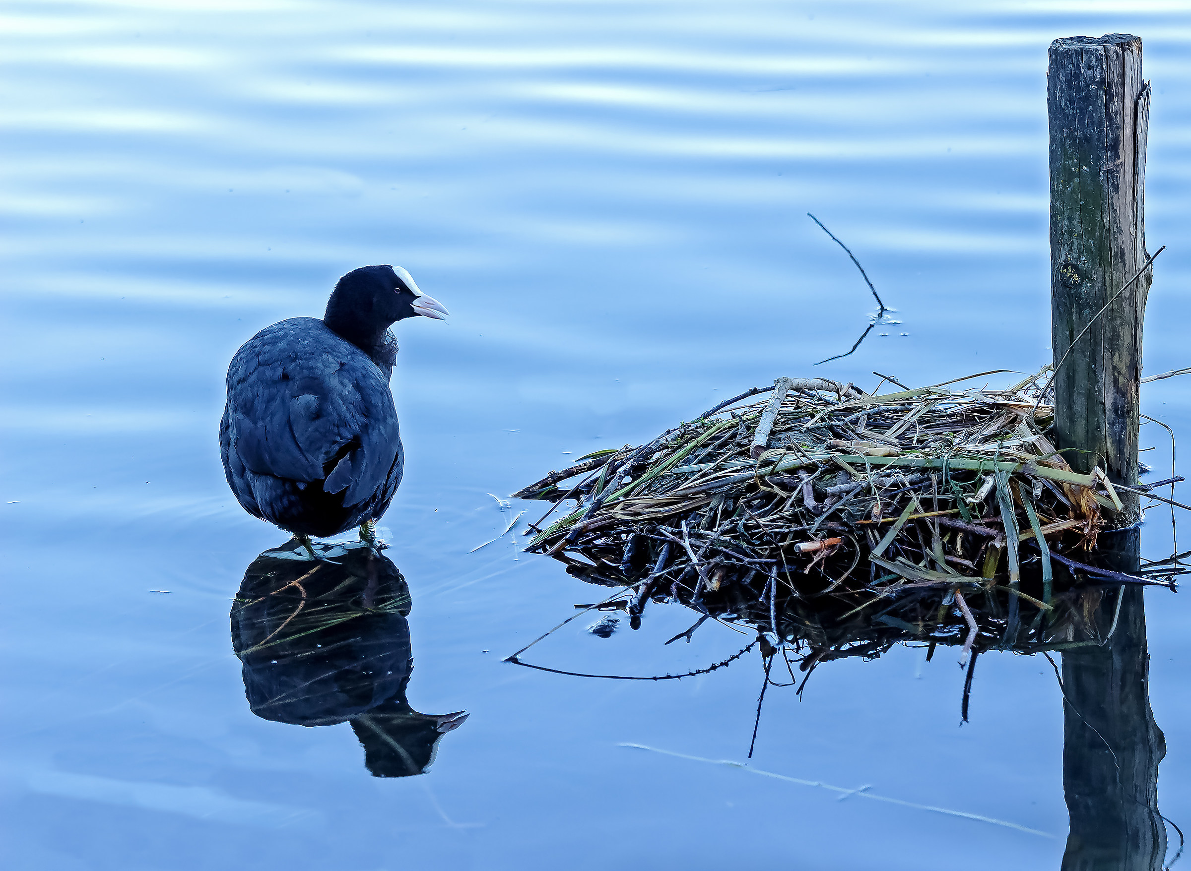 The nest Coot is ready...