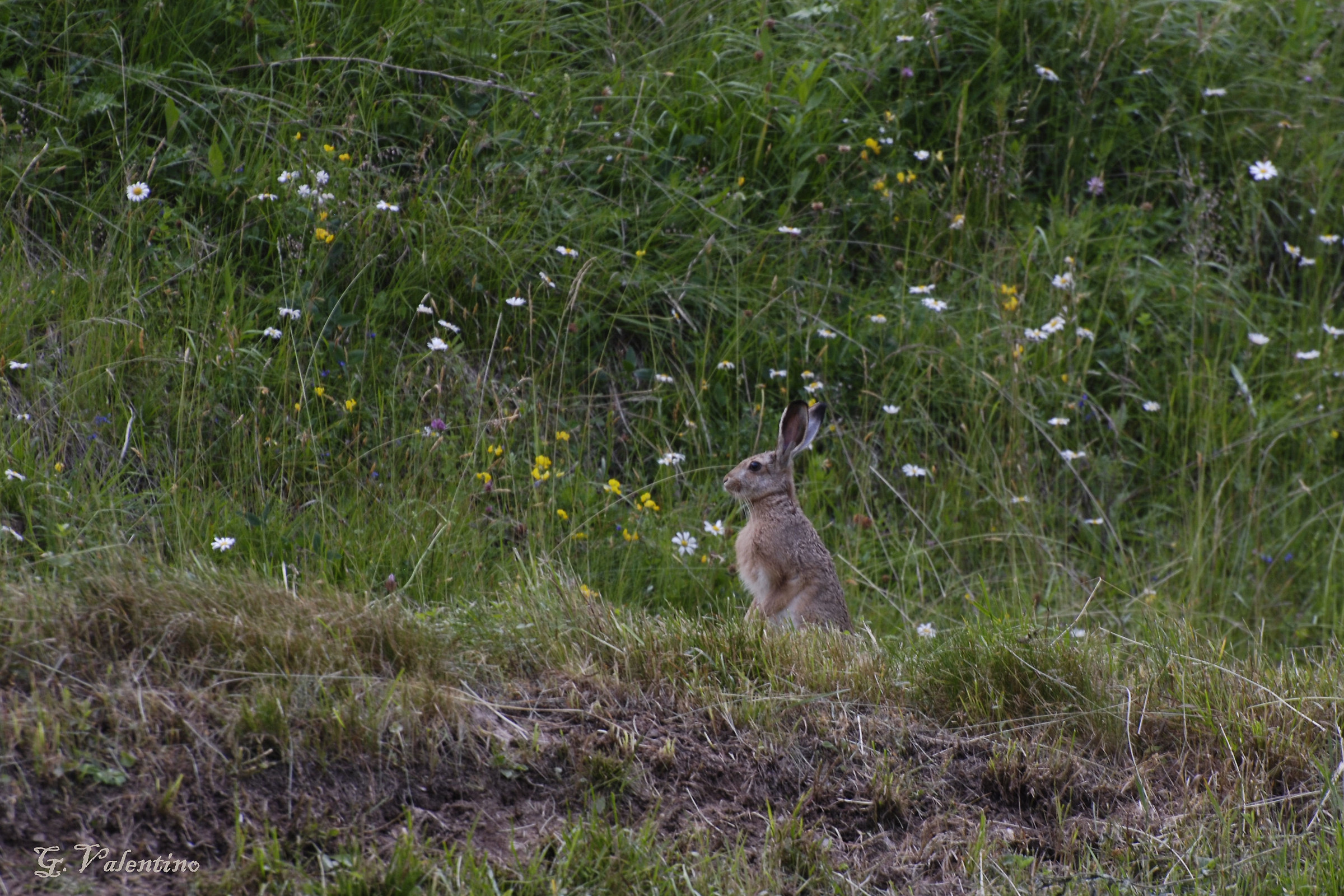 hare on alert...