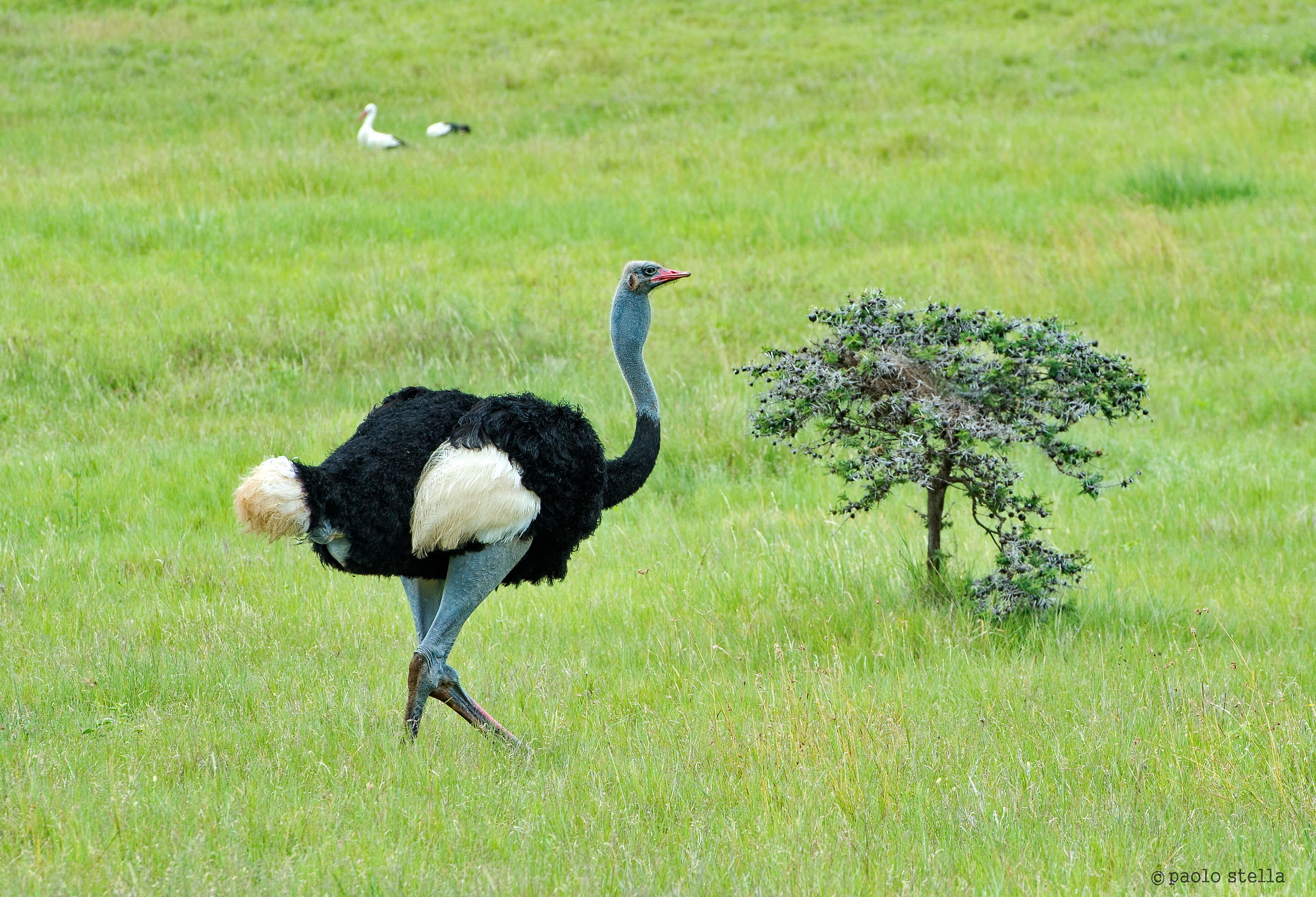 Somali ostrich - Struthio molybdophanes...