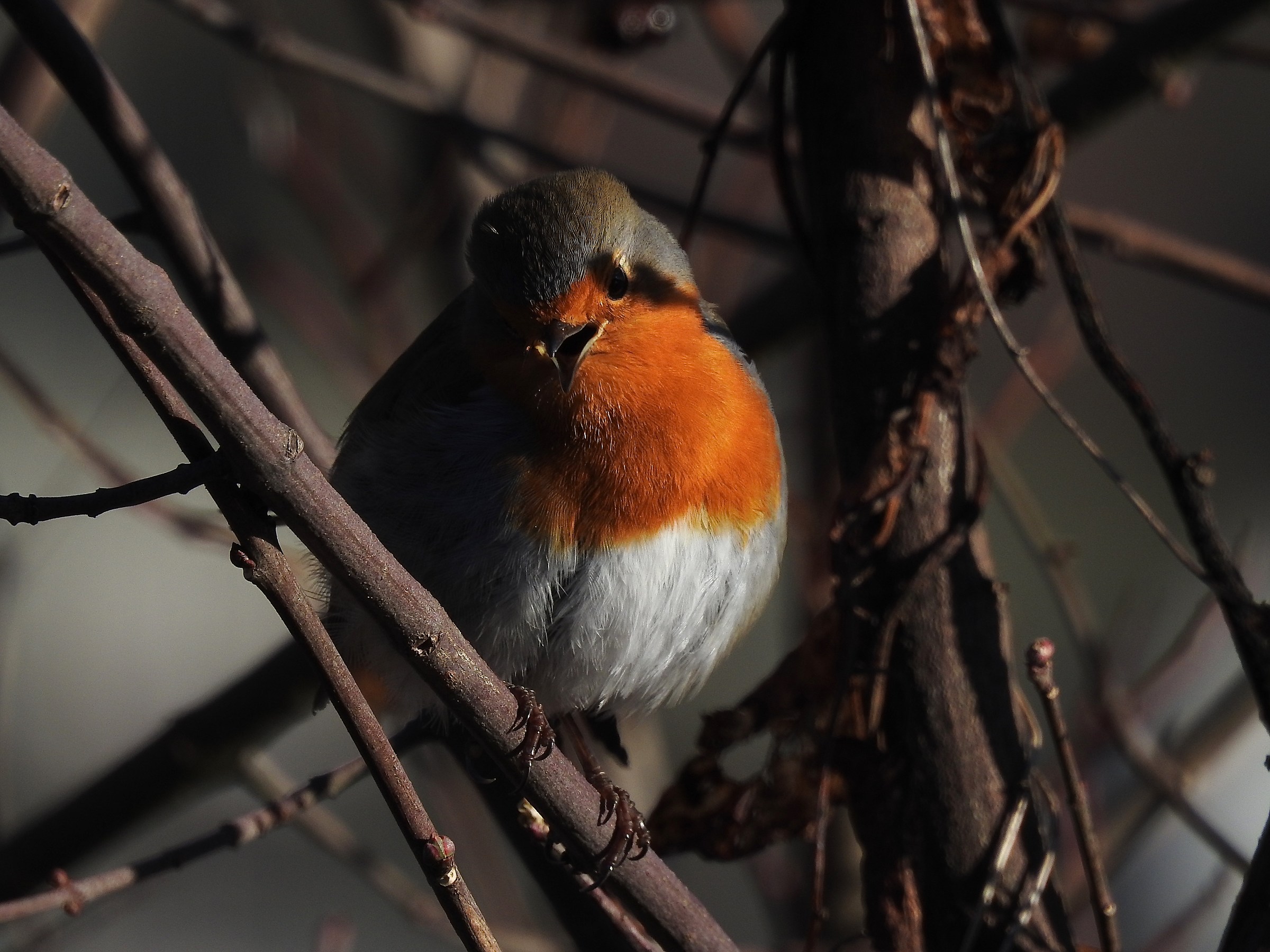 Robin in song...