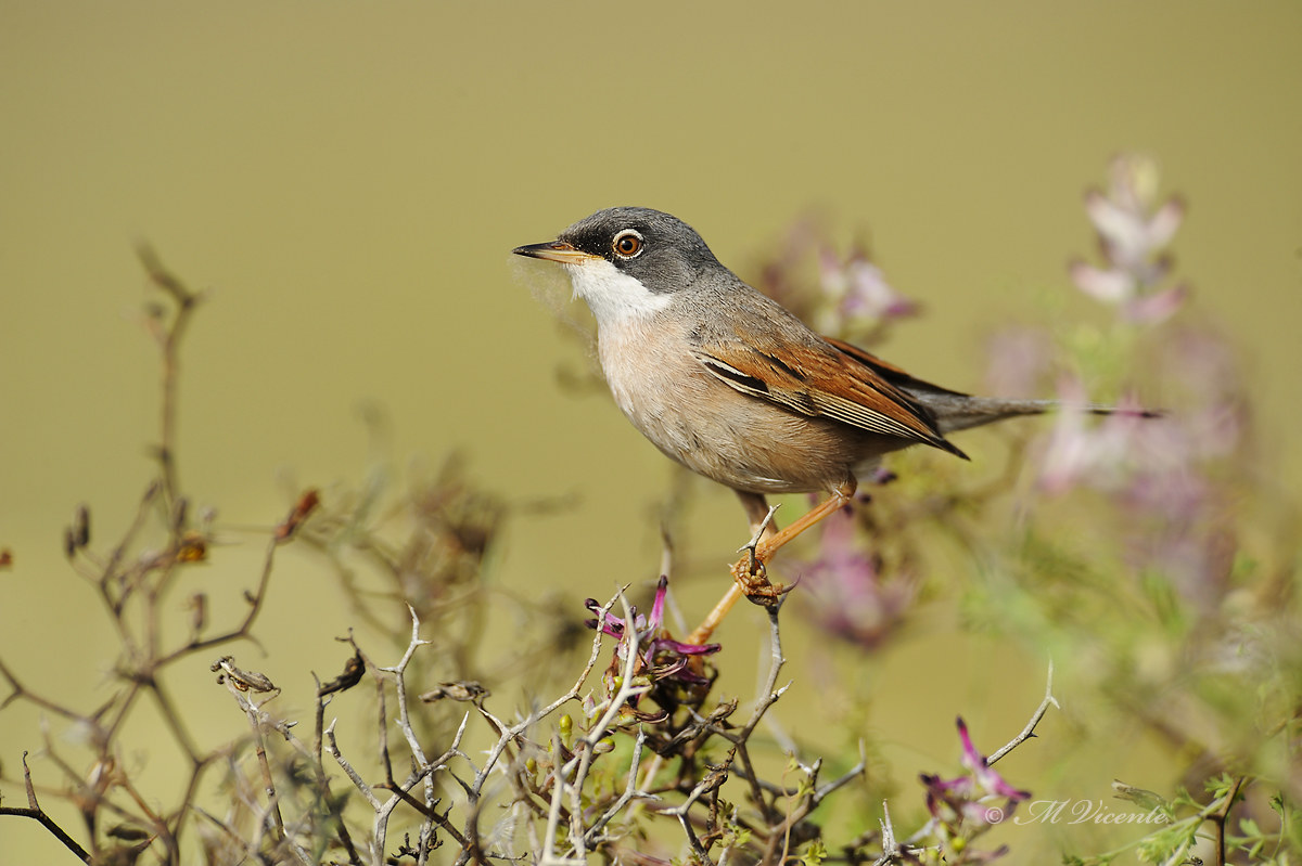 Spectacled Warbler...