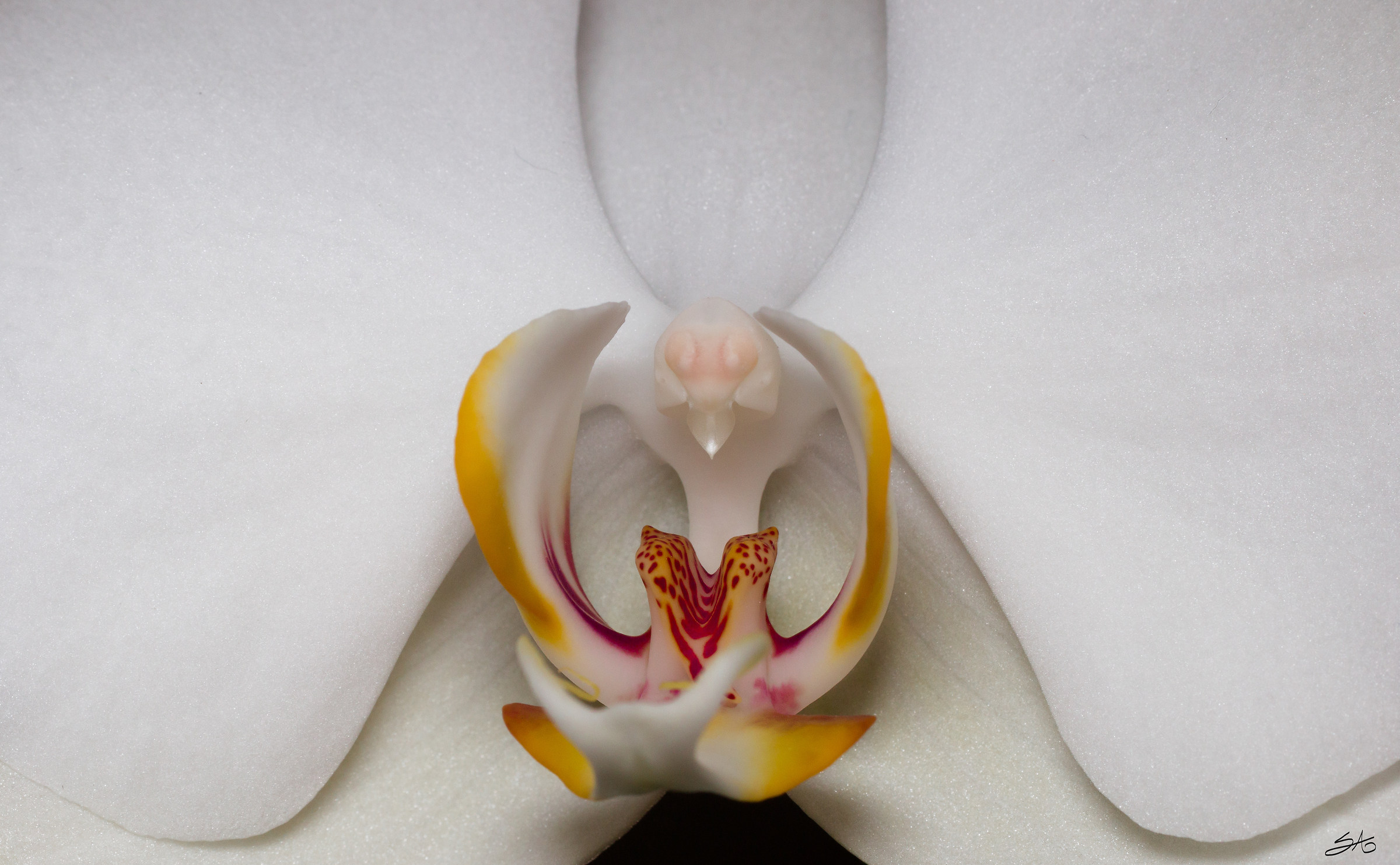 l 'abbaraccio orchid...