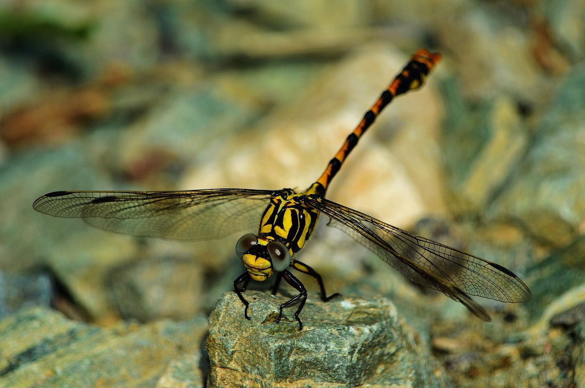 Onychogomphus forcipatus...