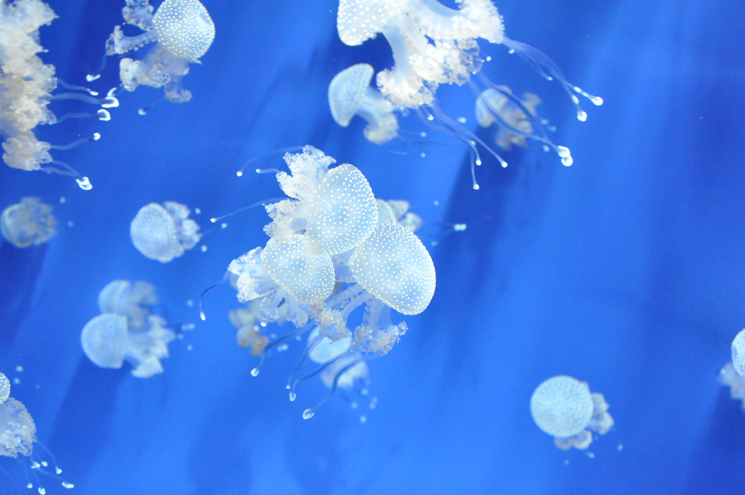 jellyfishes...