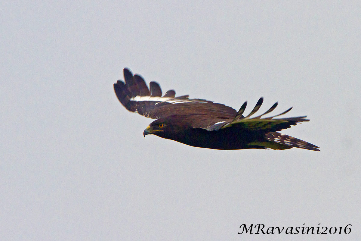 Long-crested Eagle long-crested eagle...