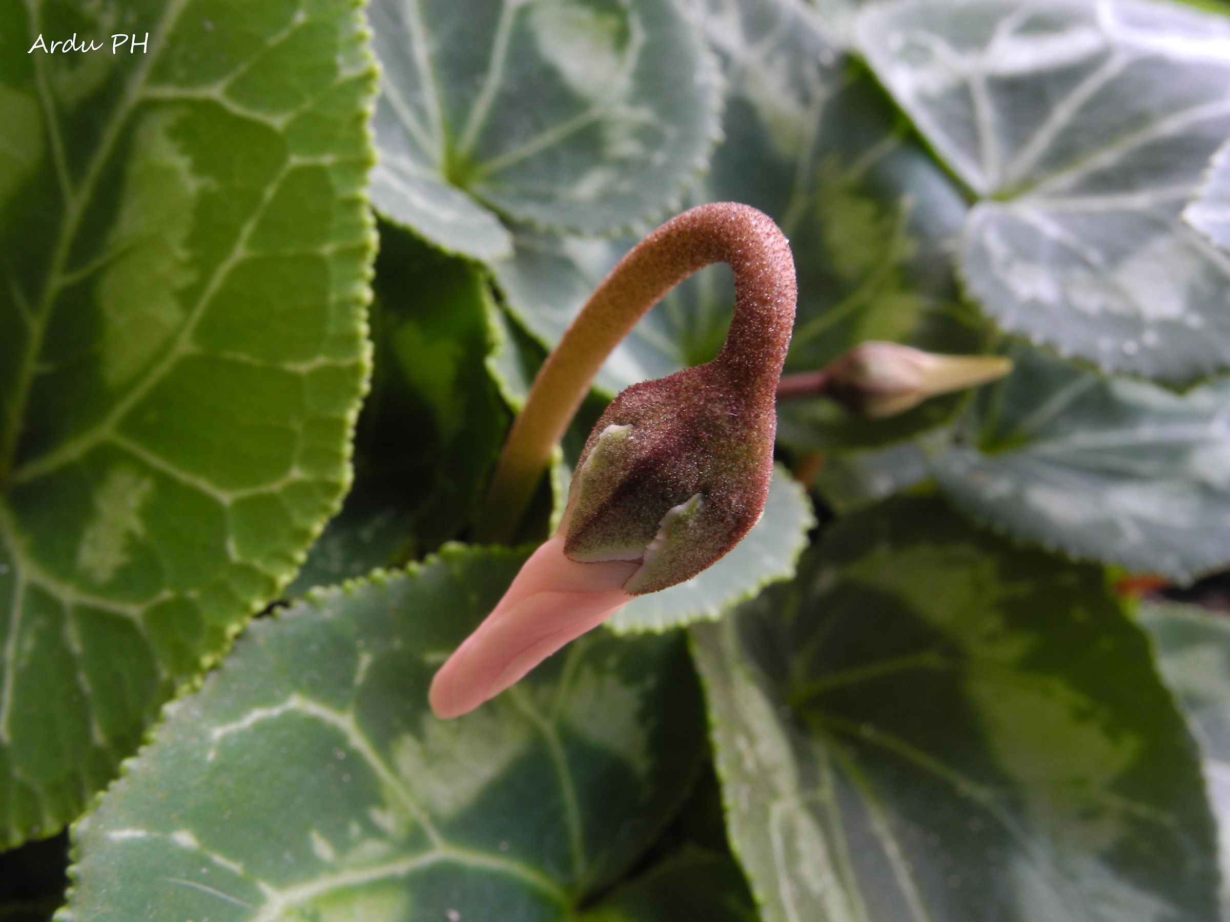 a bud...