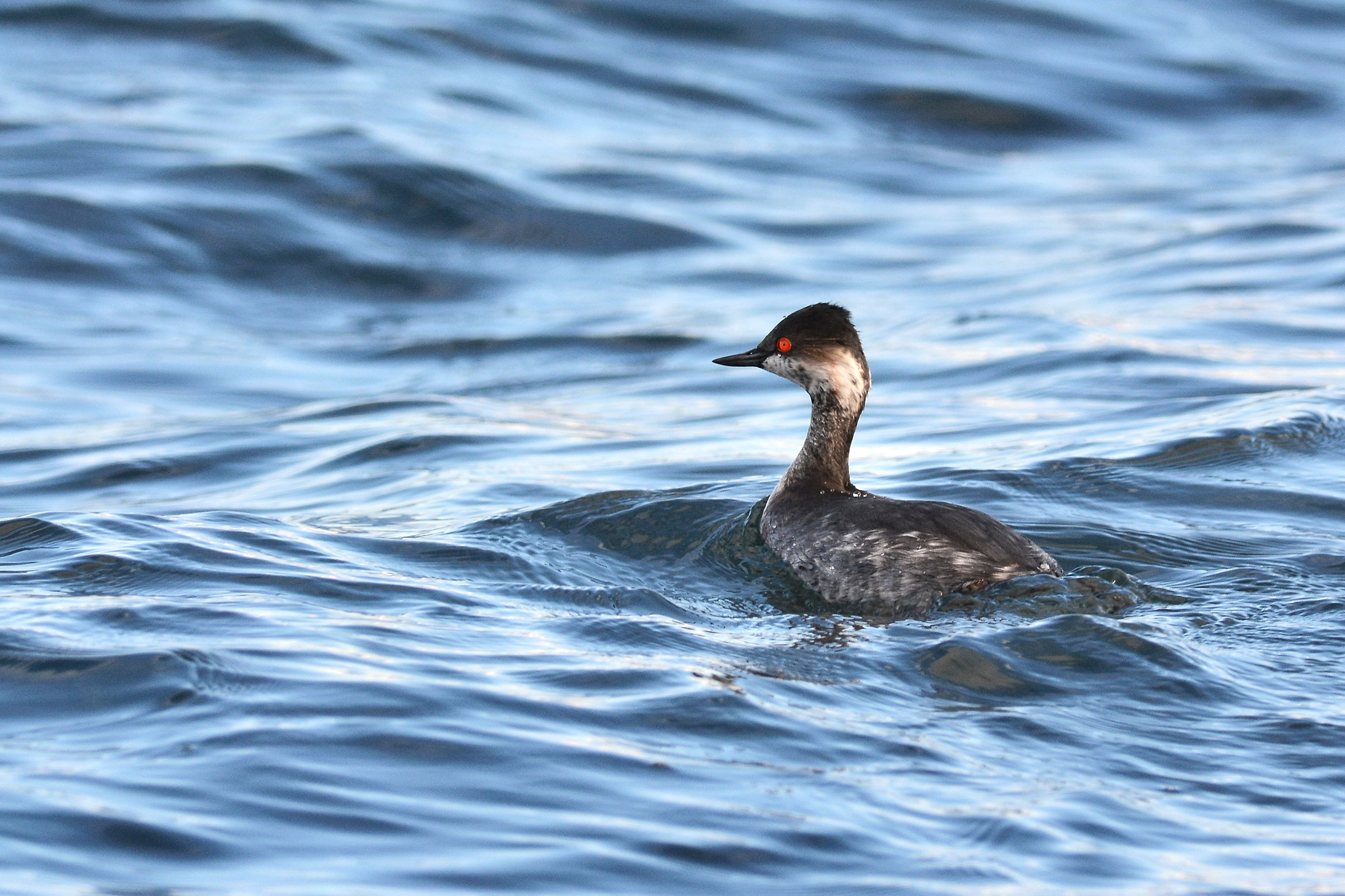 Black-necked Grebe...