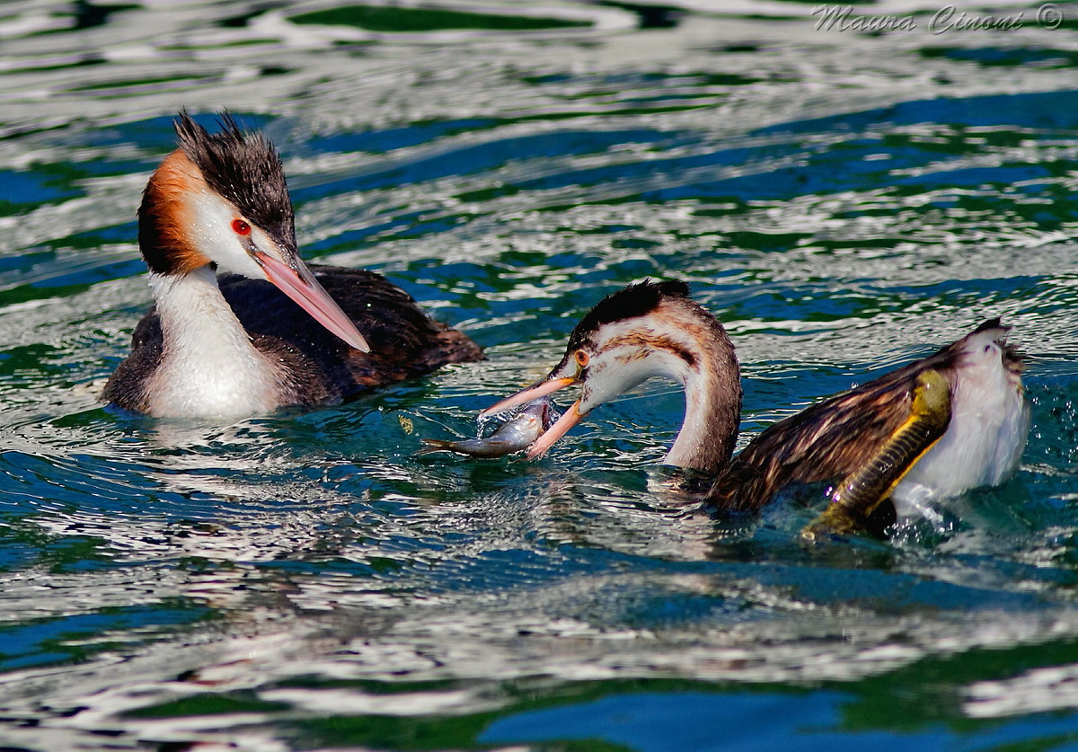 grebes Family...