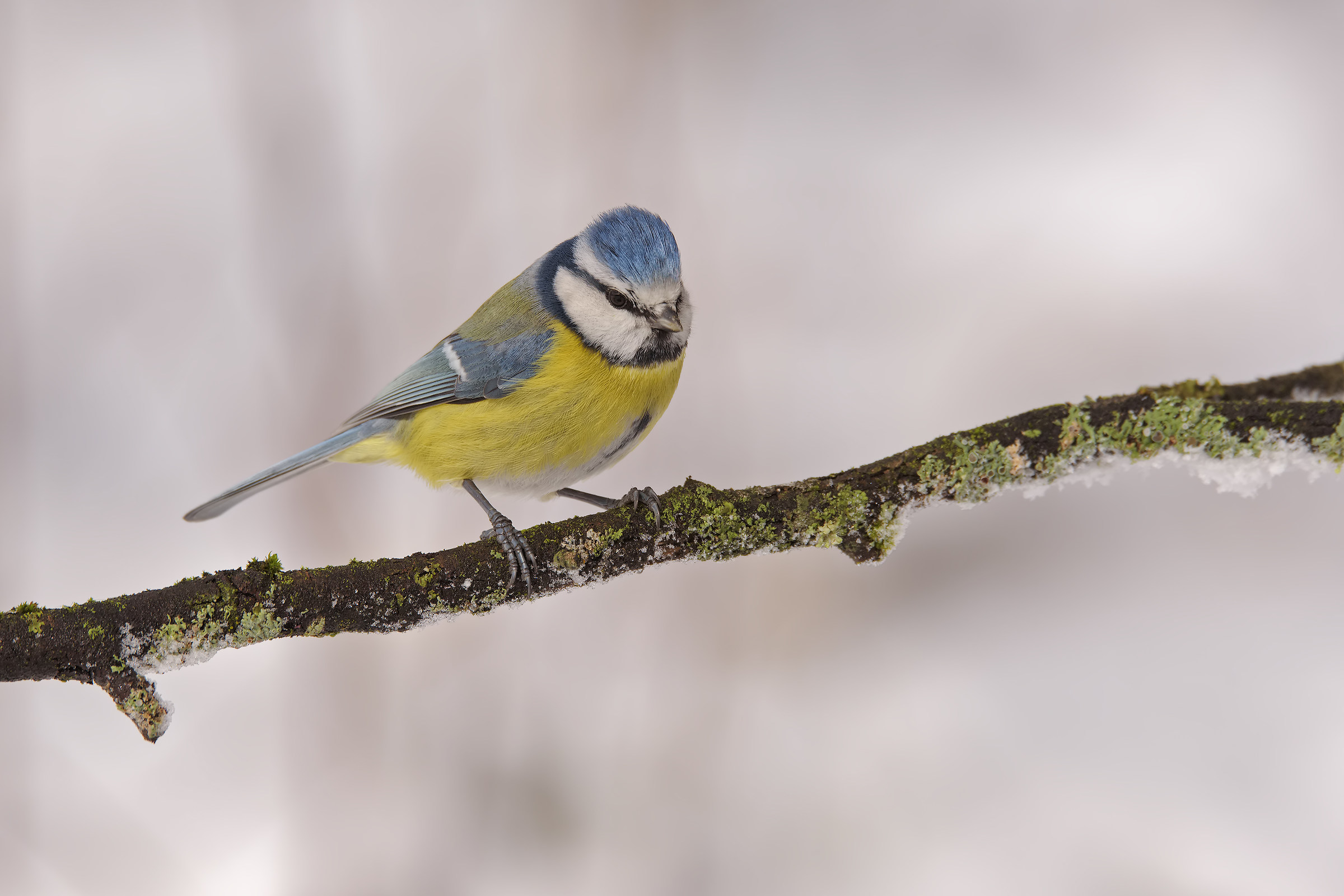 The blue tit and snow...