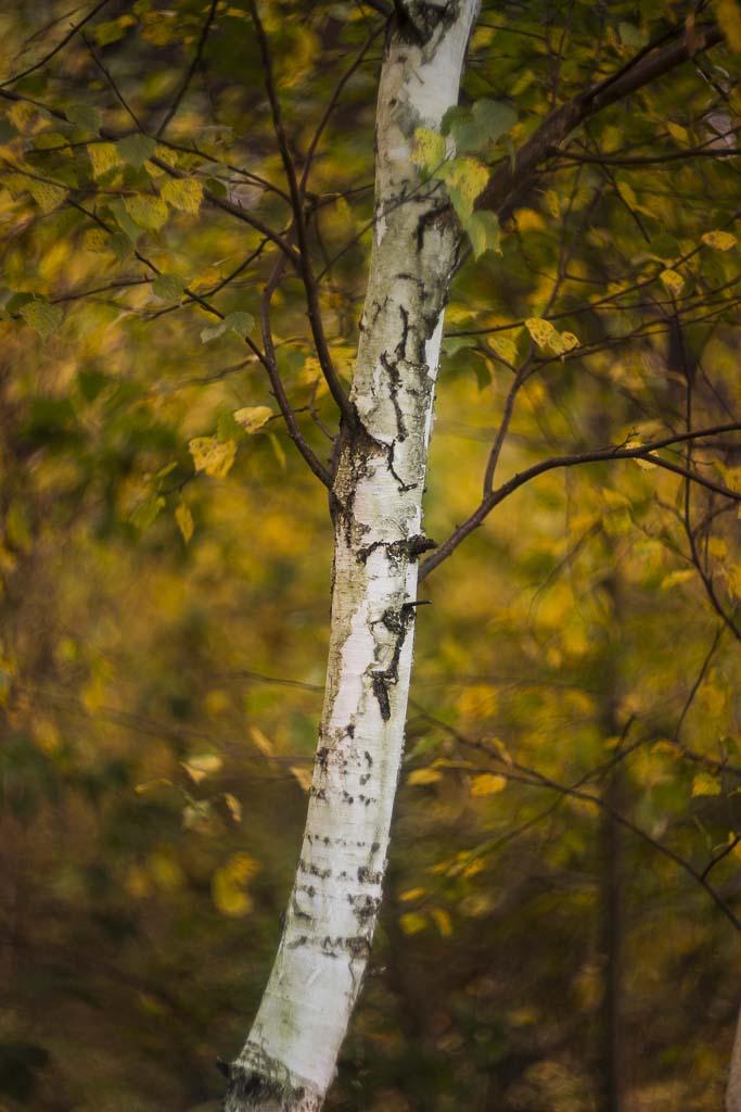 Birch...