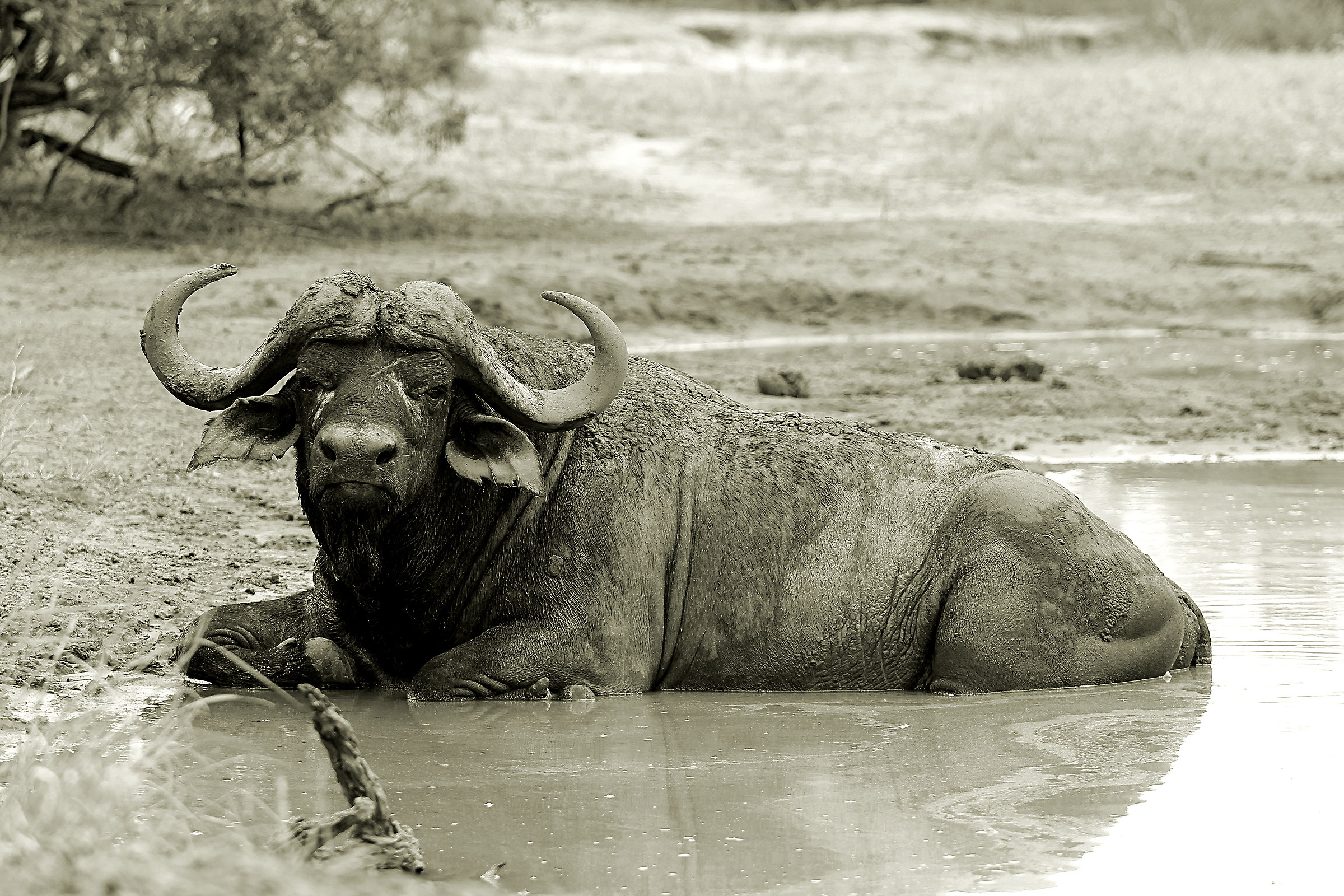 Buffalo in the Kruger .....