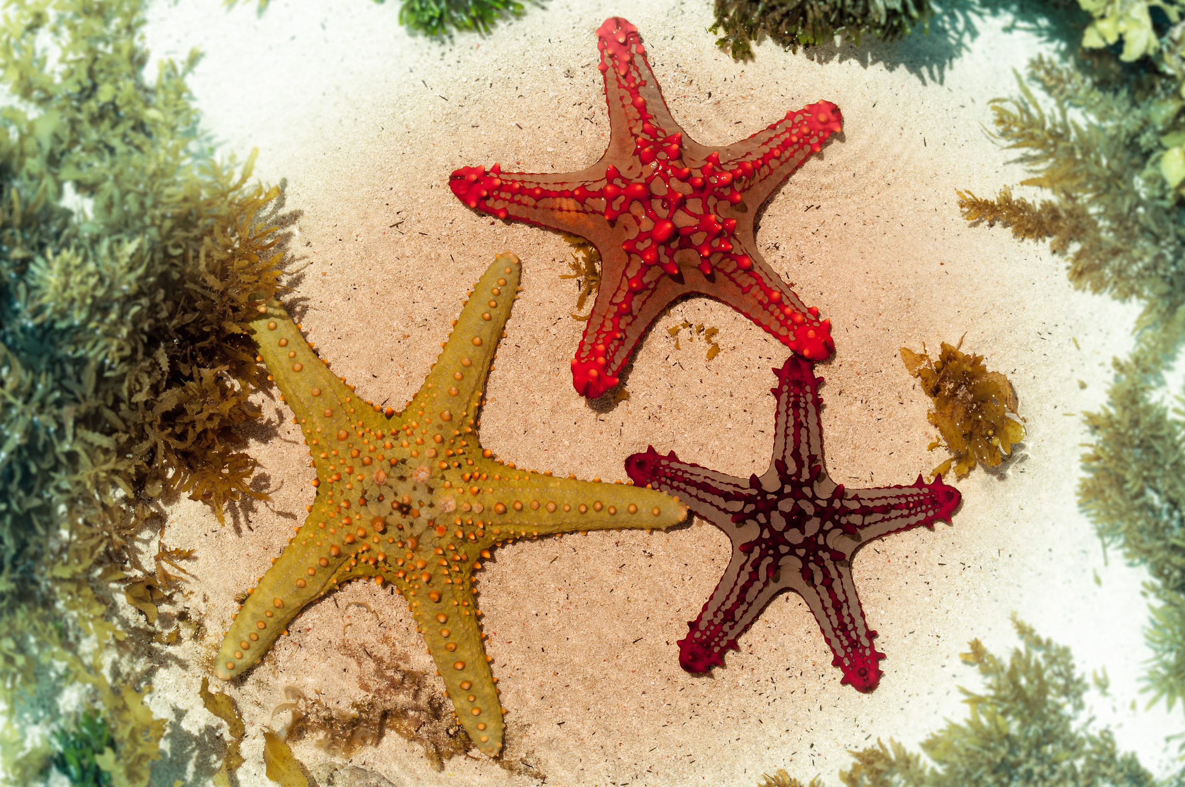 starfish...