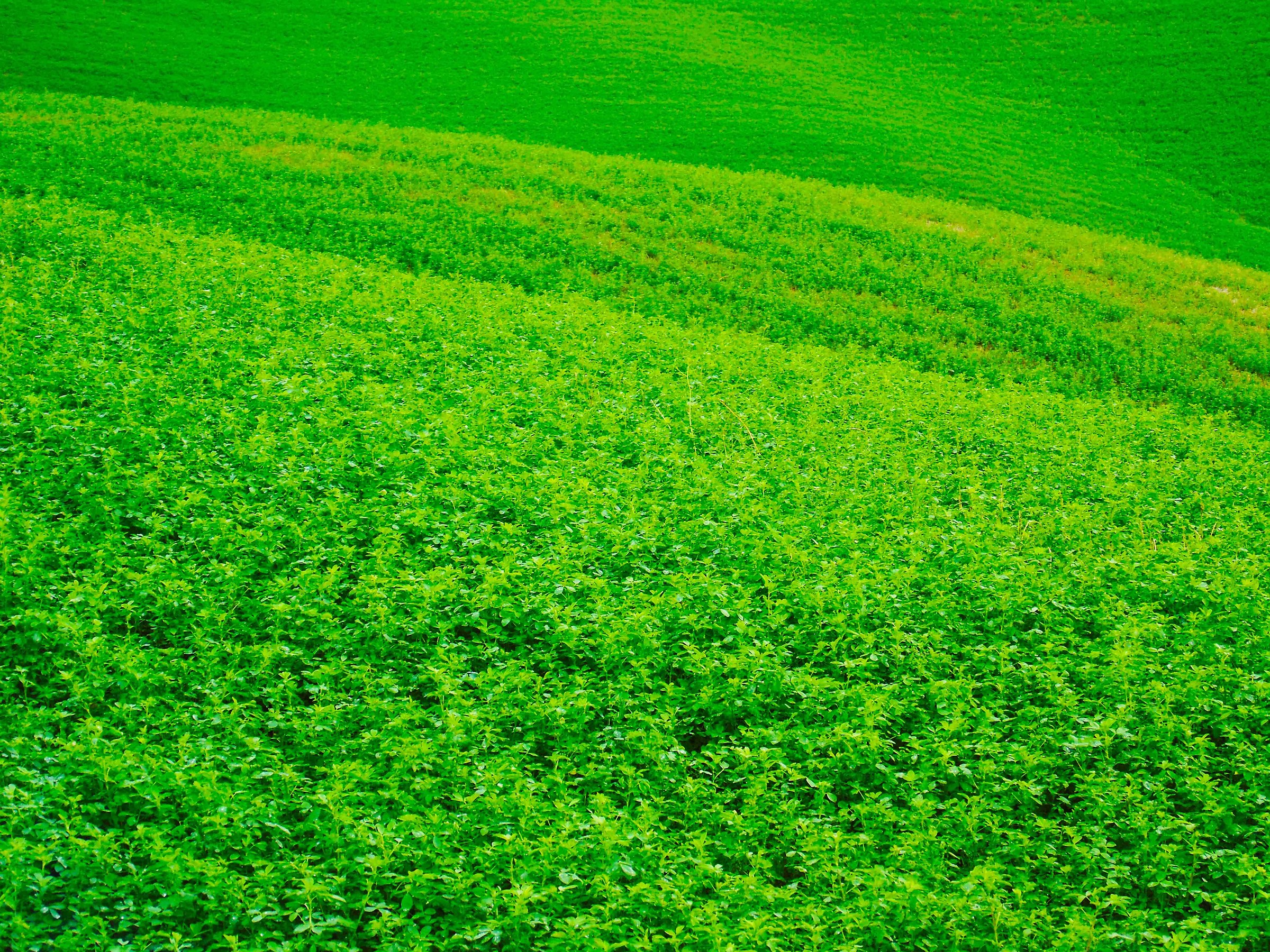 Green colors in Val D'Orcia...