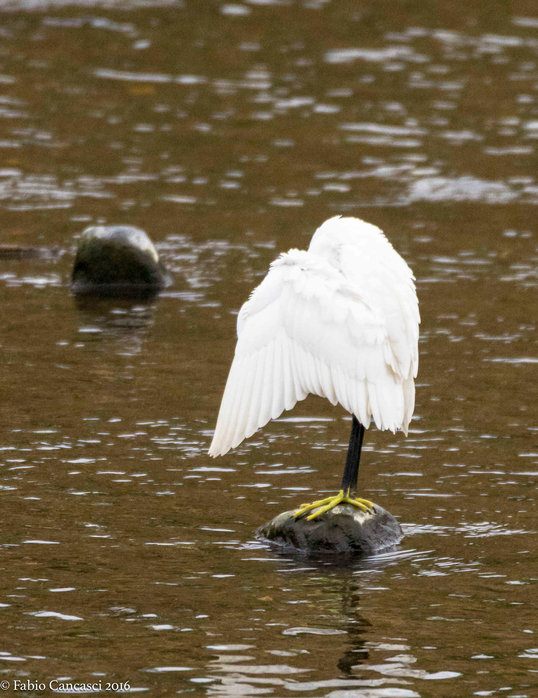 egret...