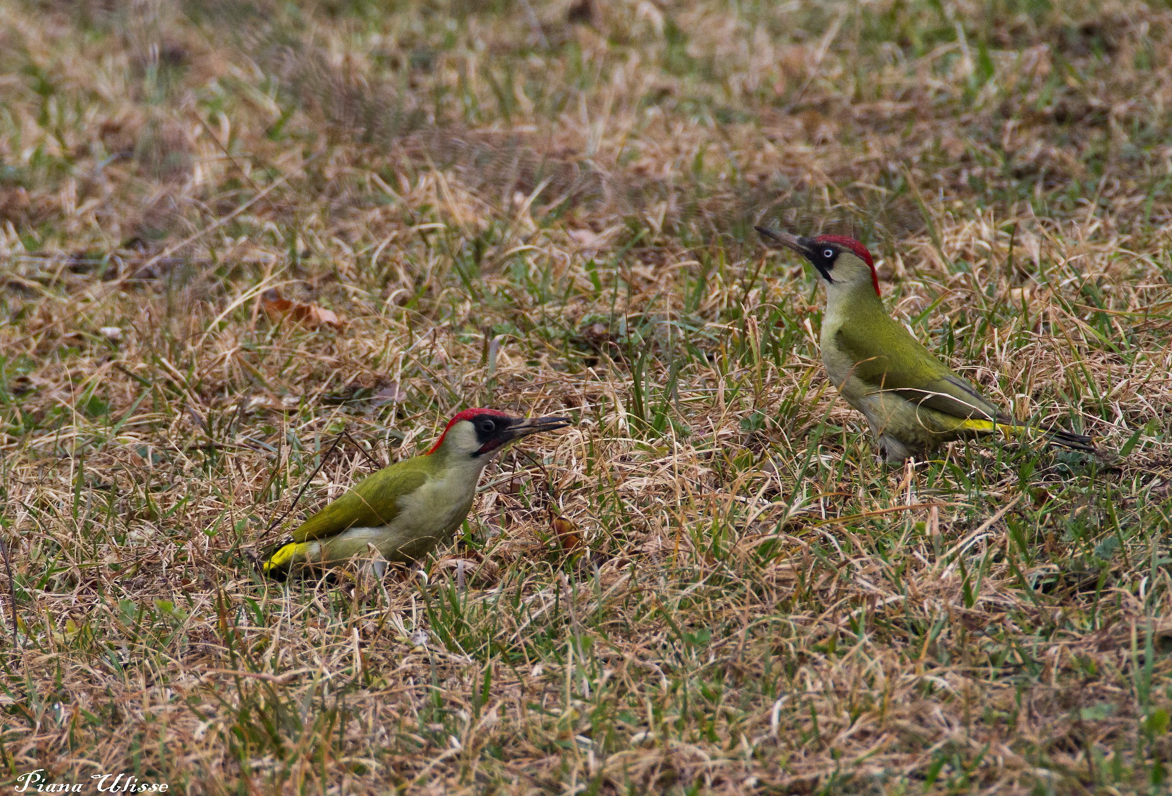 Picchio Verde couple...