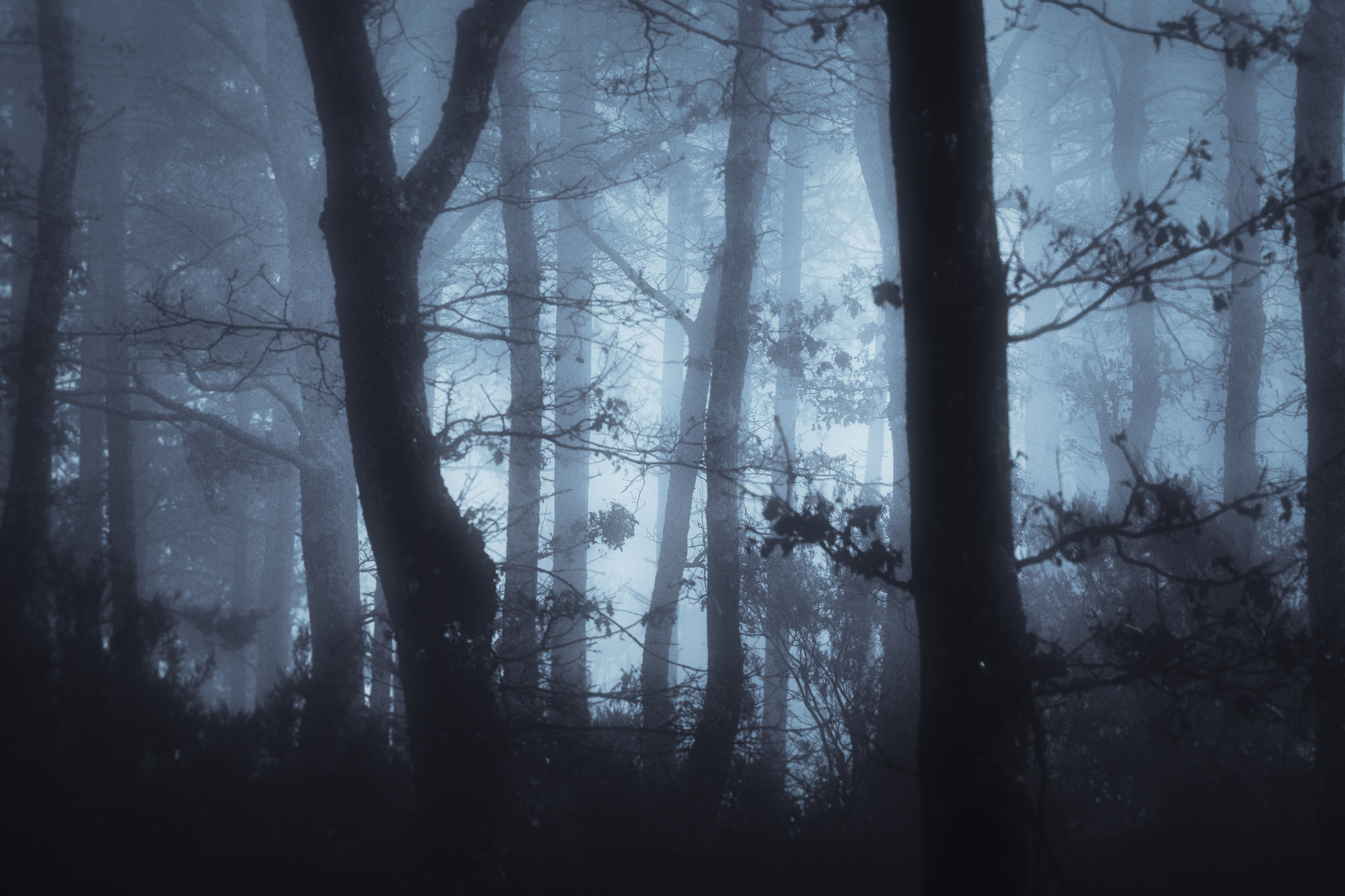 The Forest in Fog...