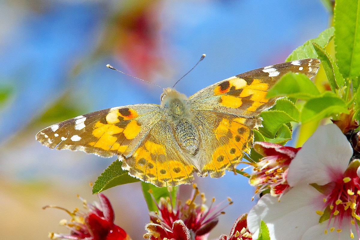 Vanessa cardui on almond...