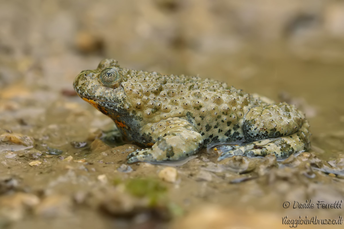Ululone dal ventre giallo (Yellow bellied Toad)...