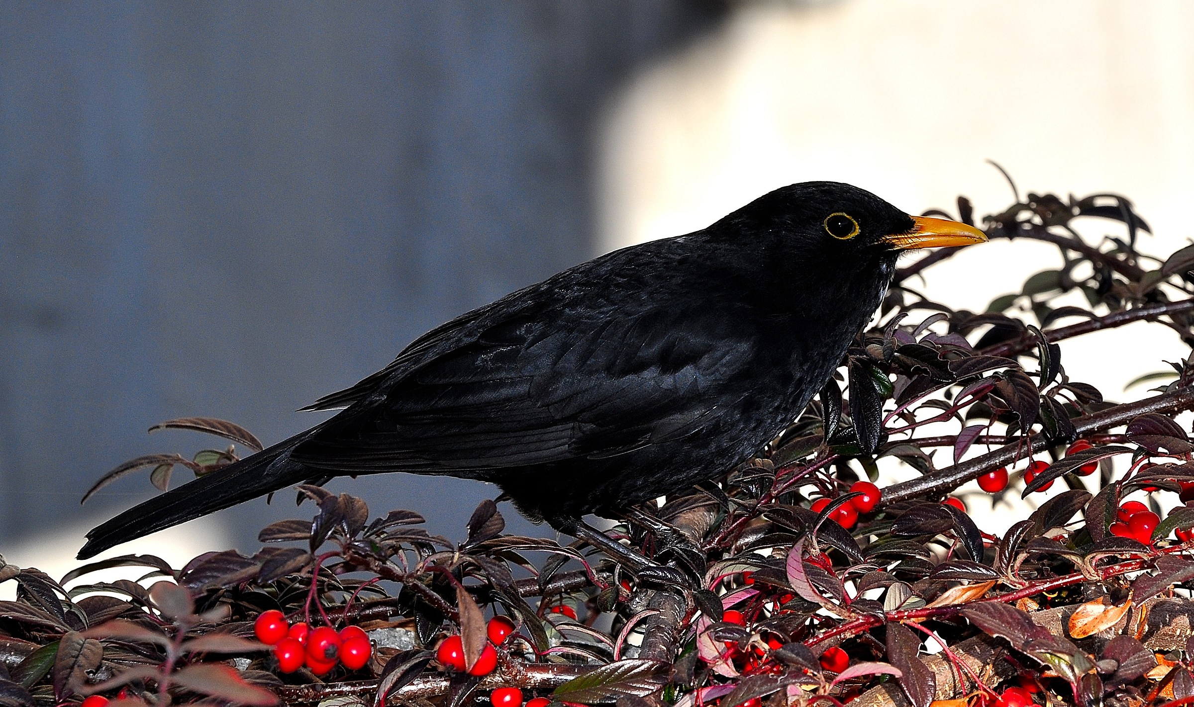 blackbird...