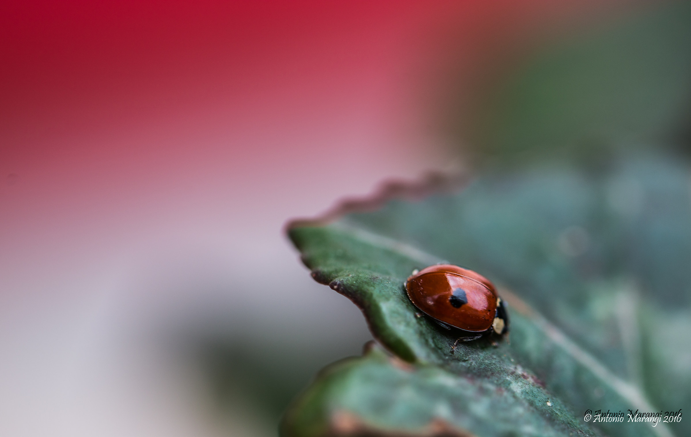 strange ladybird...