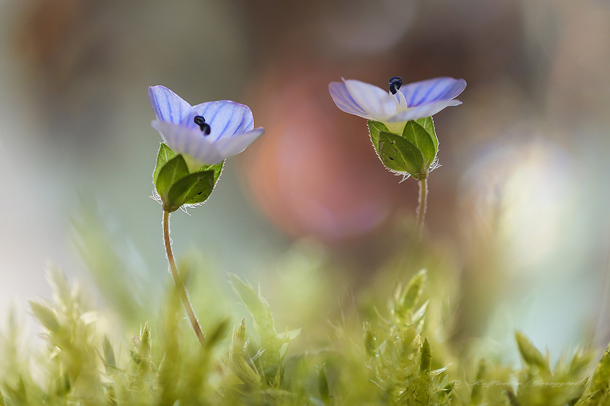 Un saluto alla Primavera...