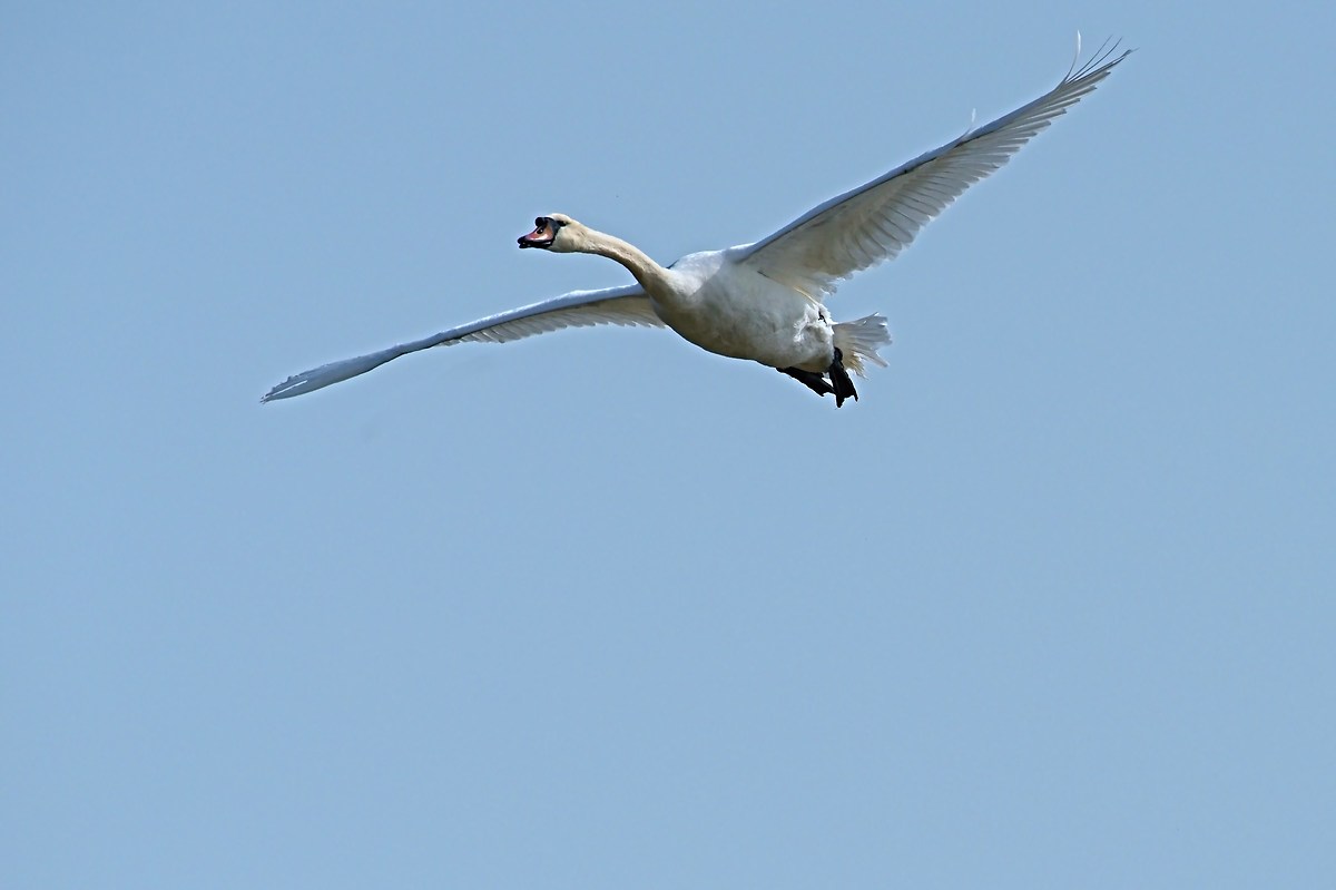 Swan in flight...
