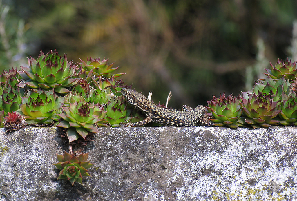 Lizard and succulents...