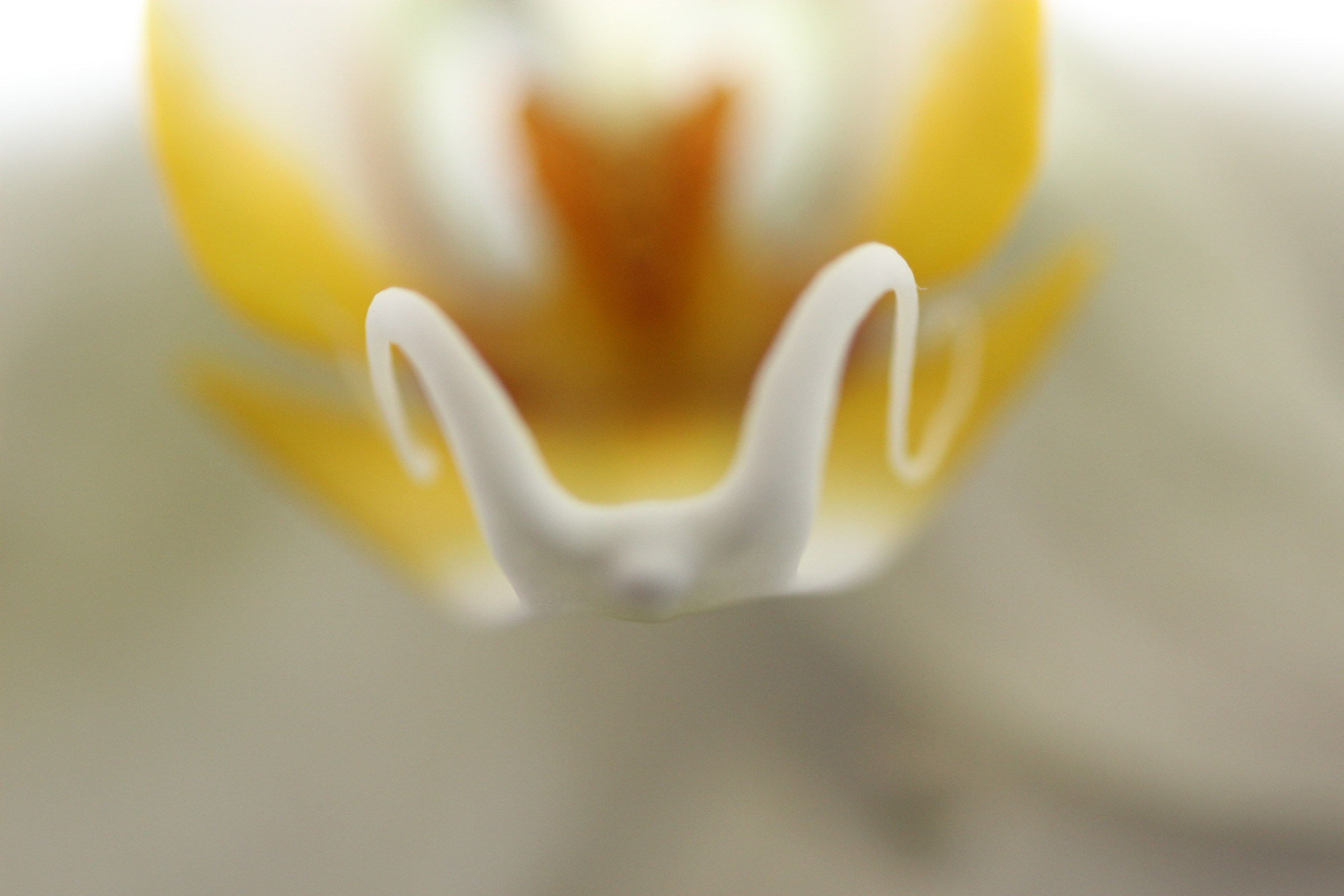 macro of an orchid interior...