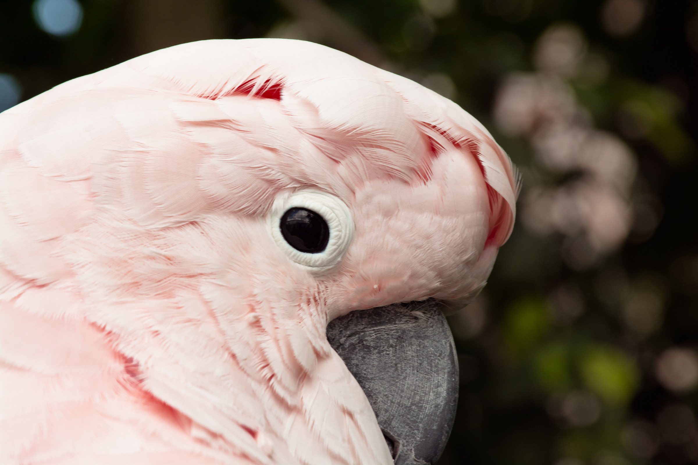 pink cockatoo...