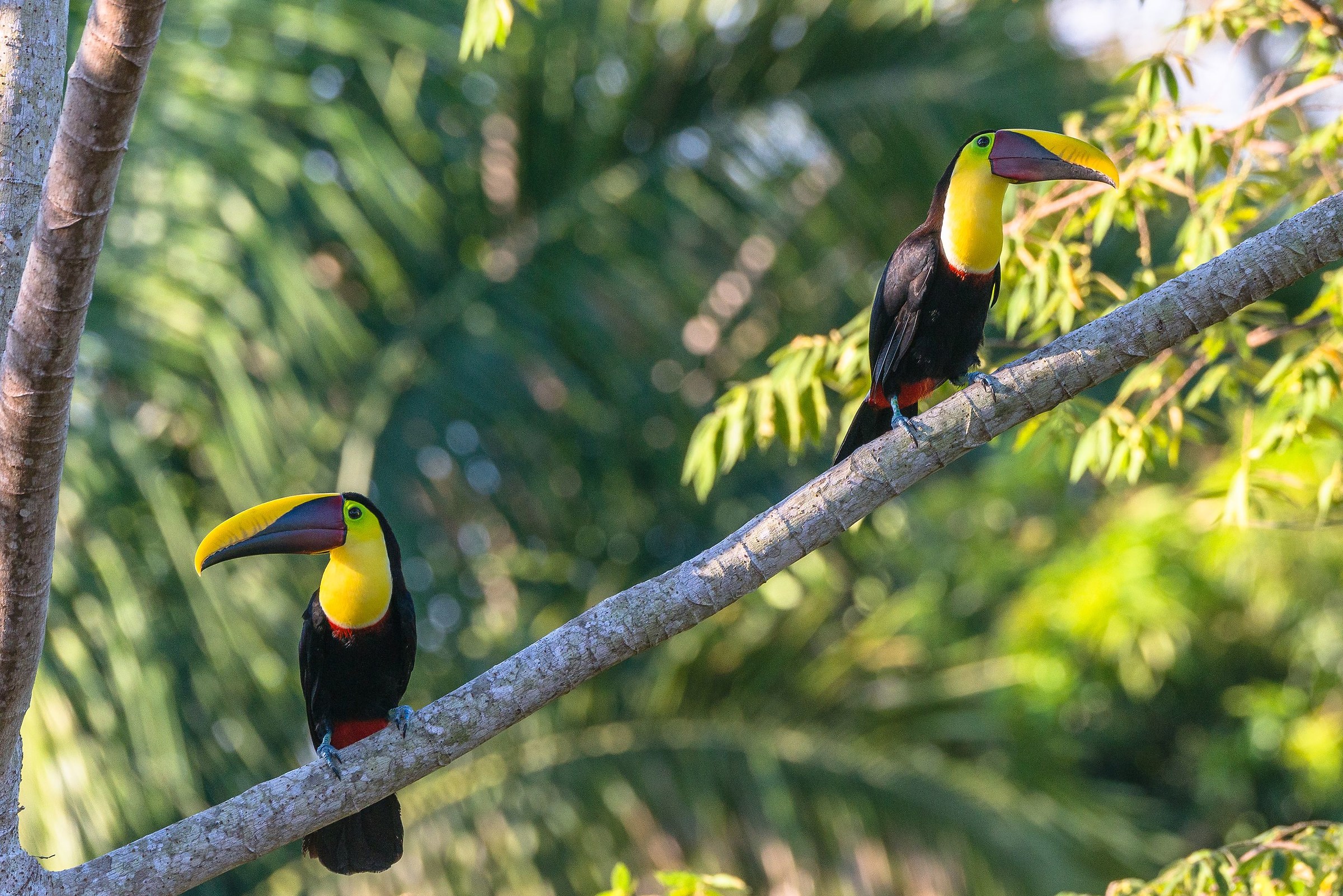 Keel-billed Toucan couple...