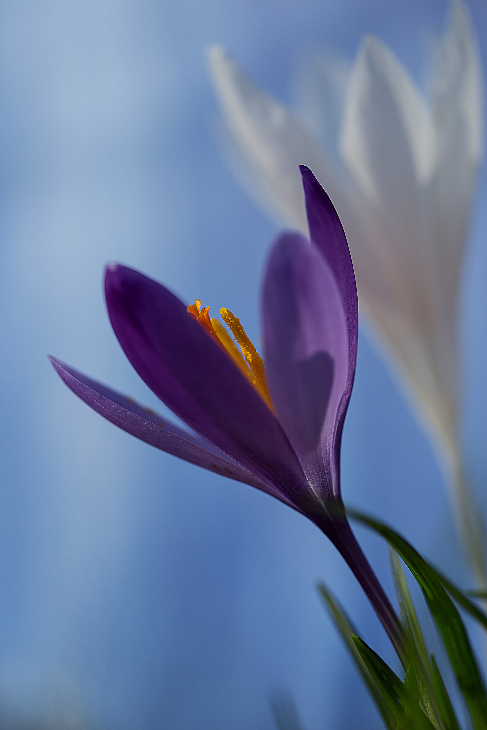 Crocus ... spring is almost ......