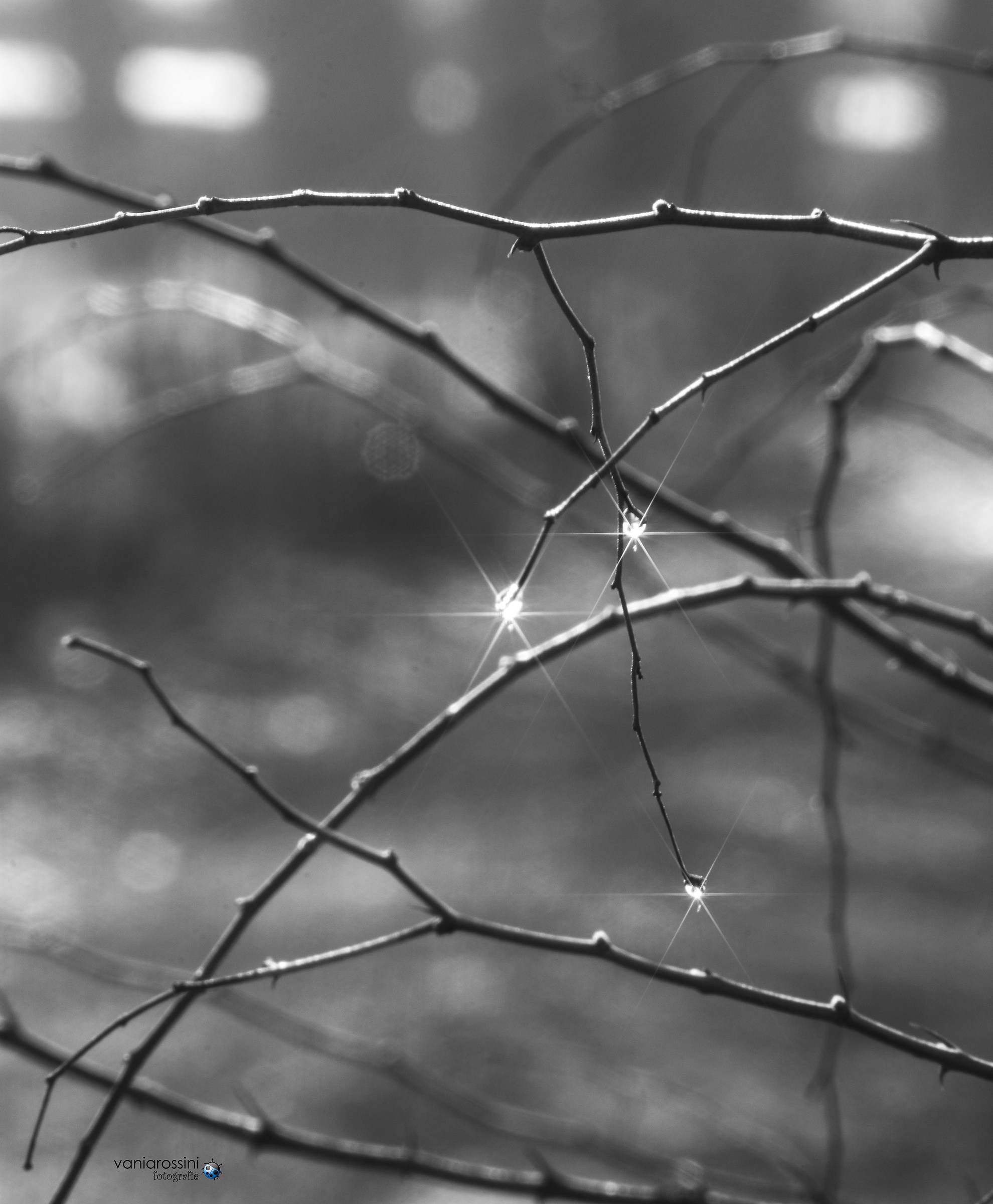 Drops of light...