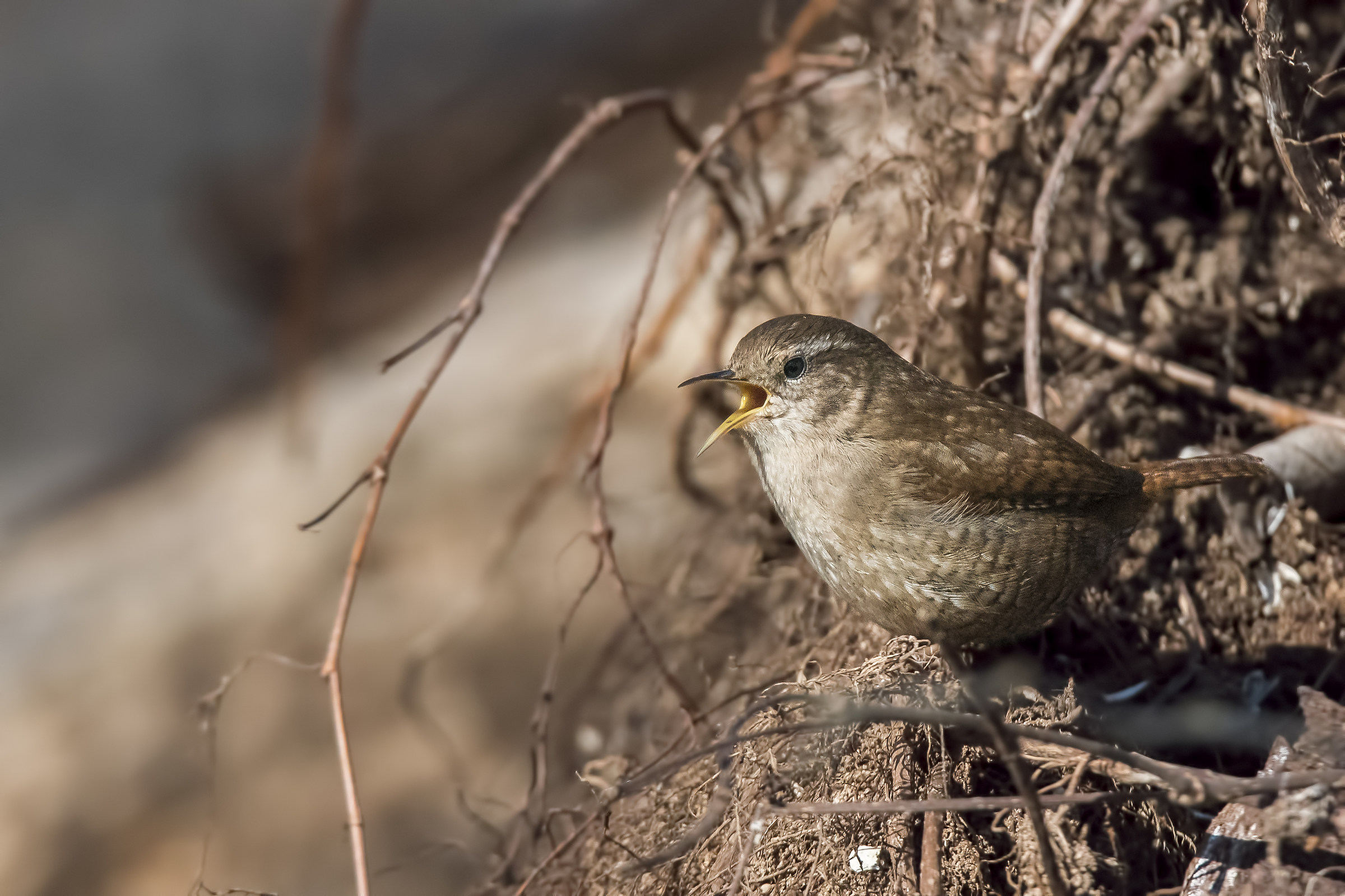 The song of the wren...