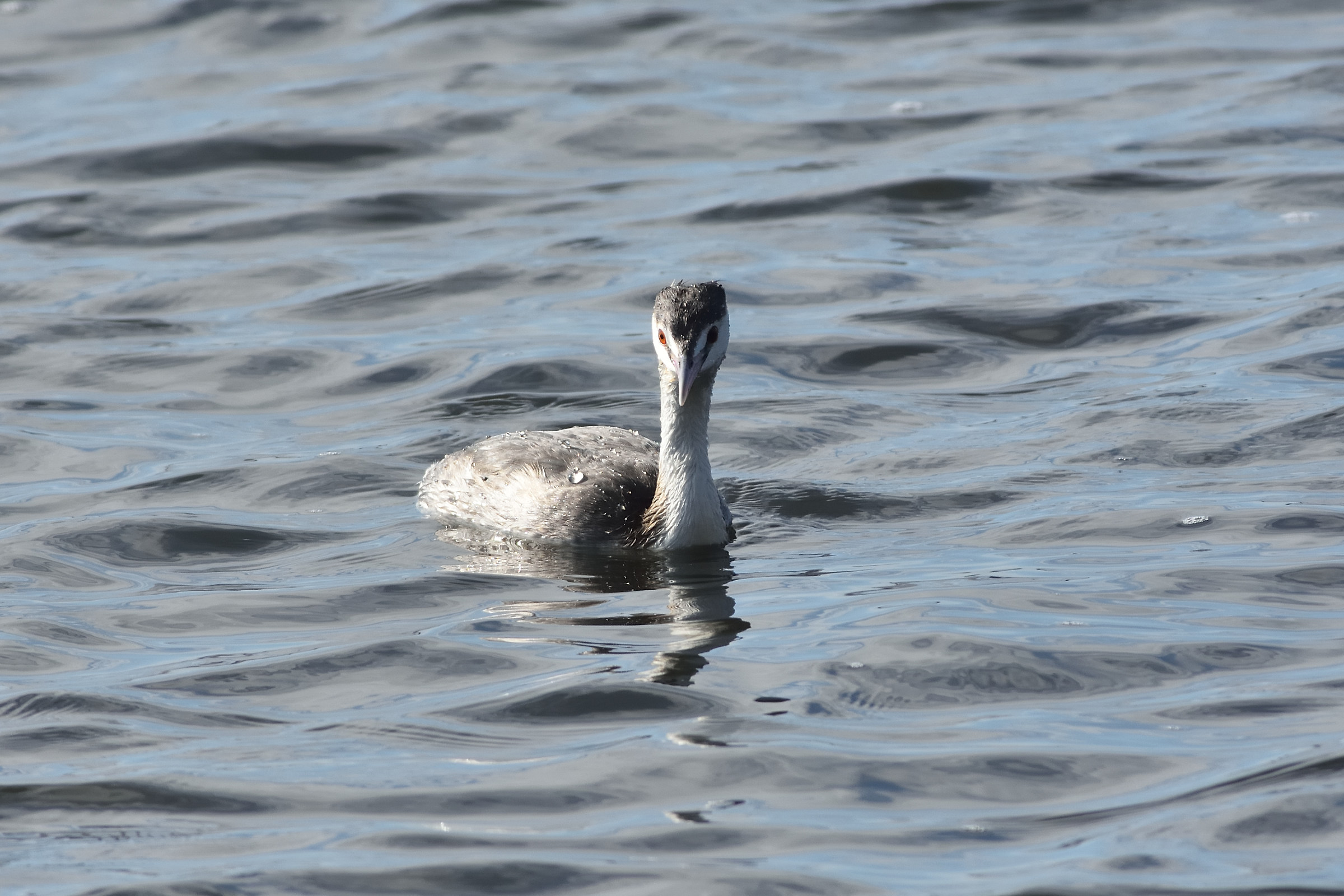 Crested grebe in front...