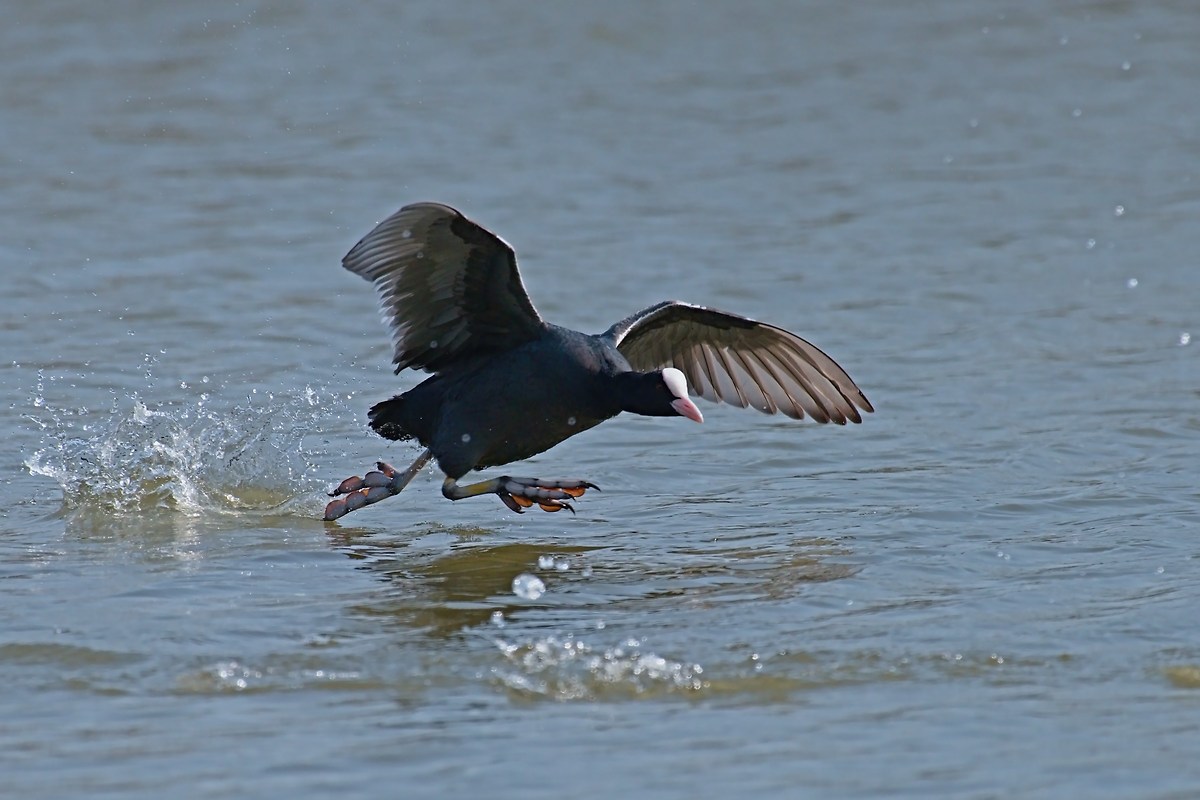The fury of the Coot...