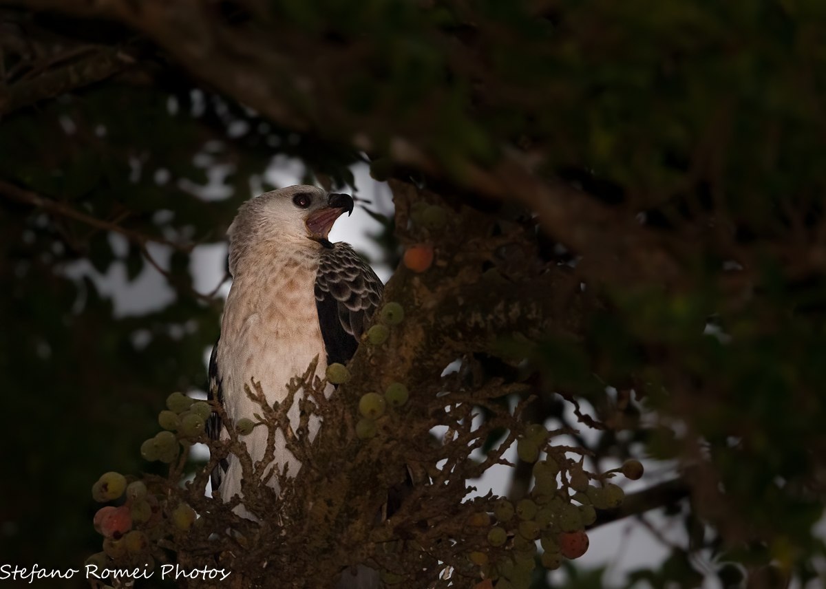 a dream in half, crowned eagle...