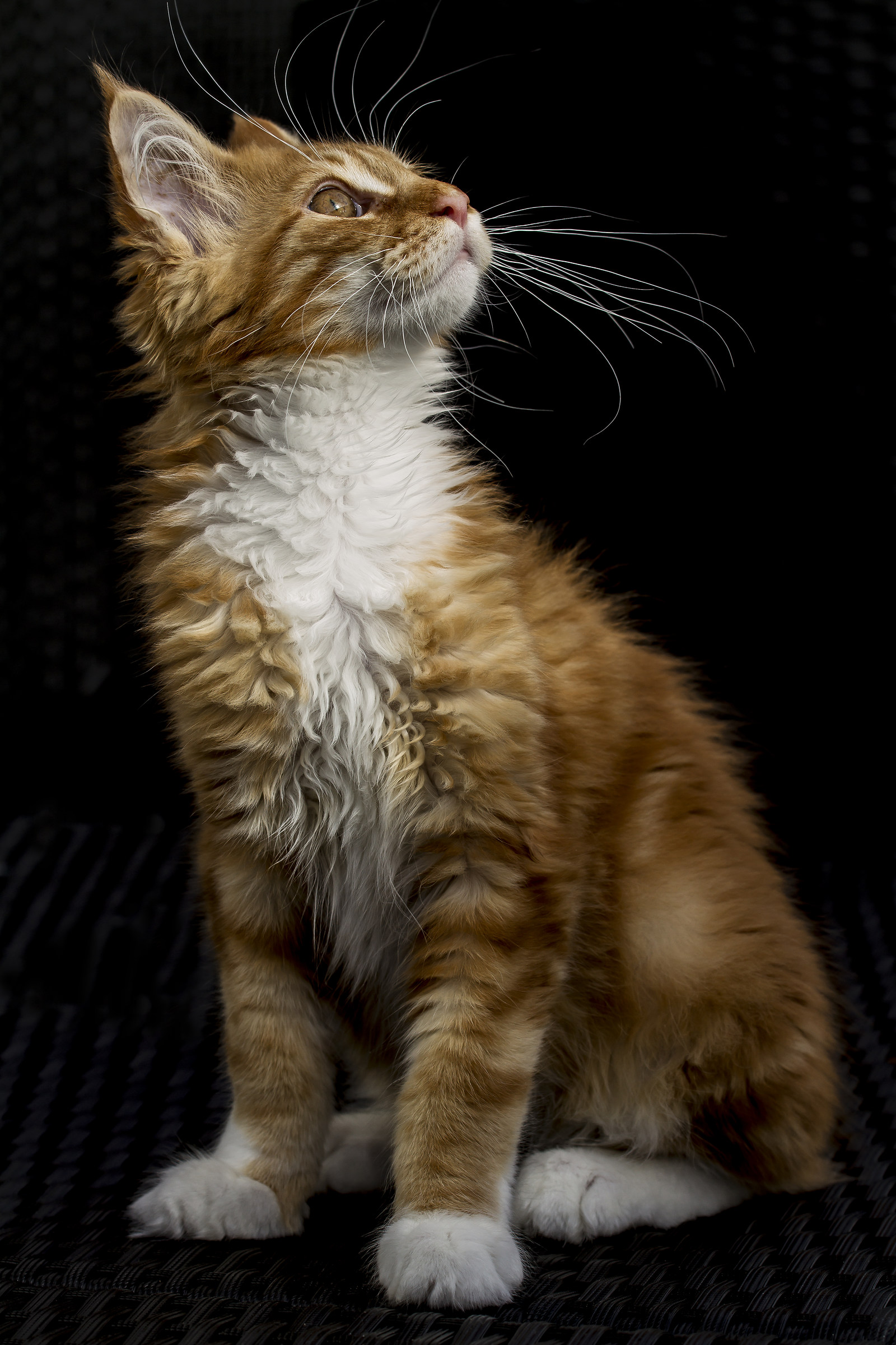Ruby_8_weeks...