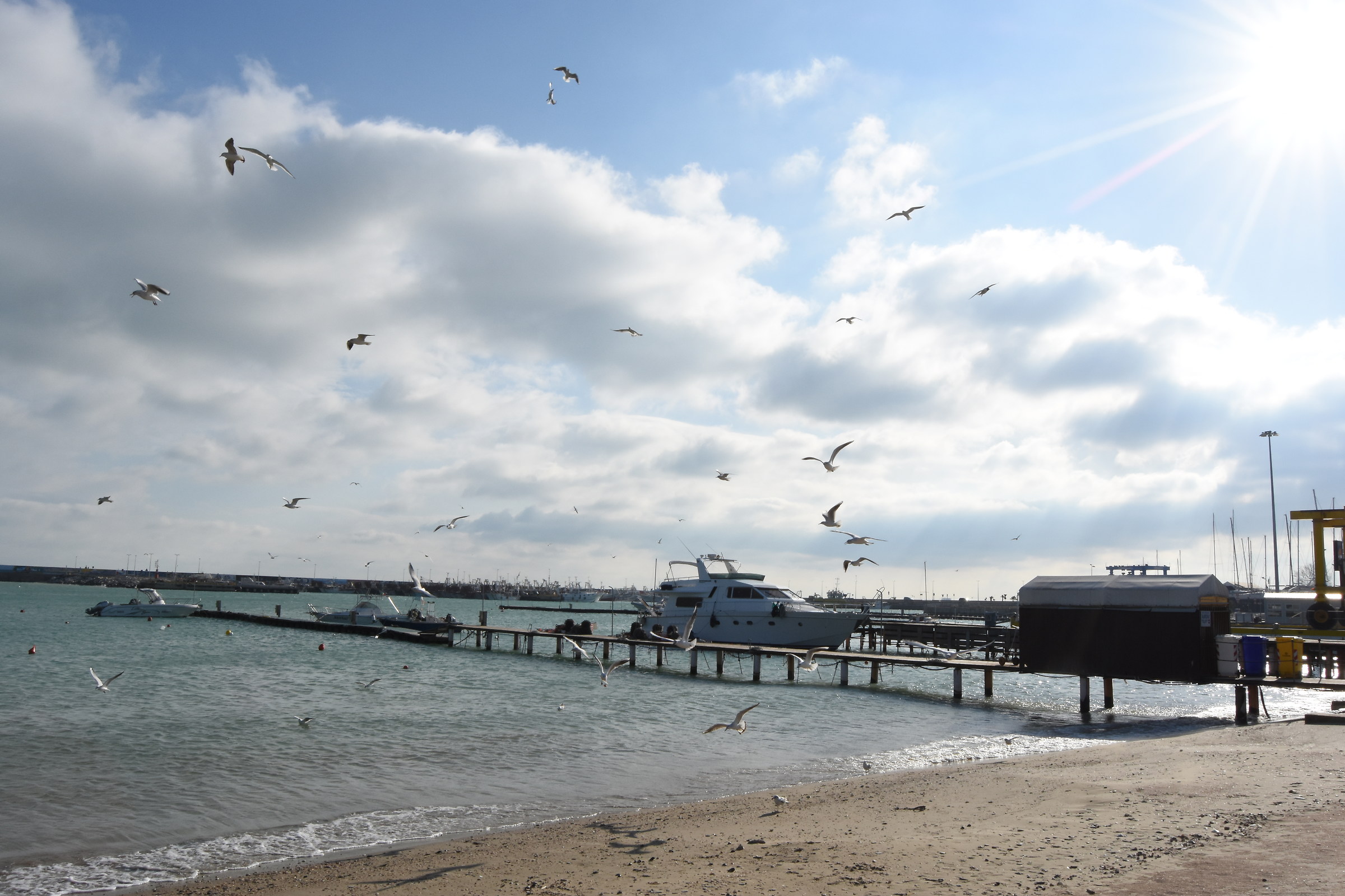 flight of seagulls...