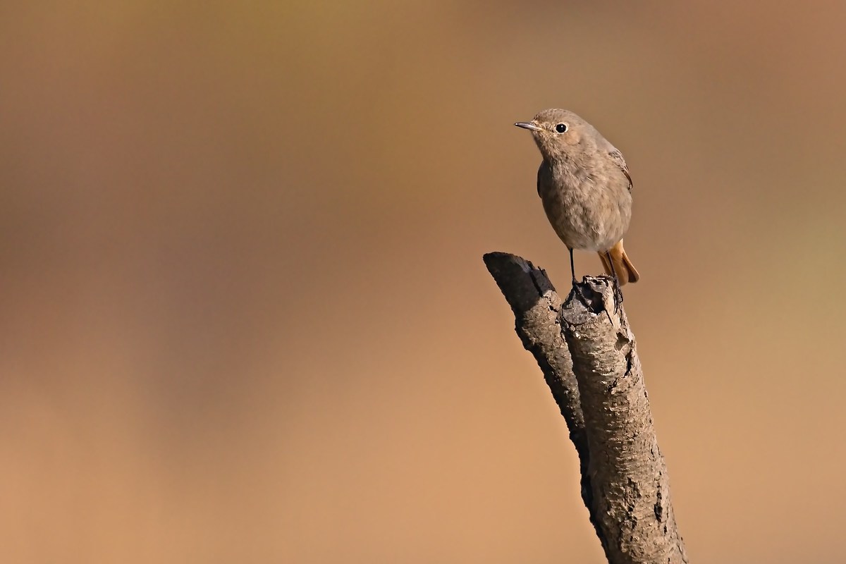 Redstart Spazzamino f....