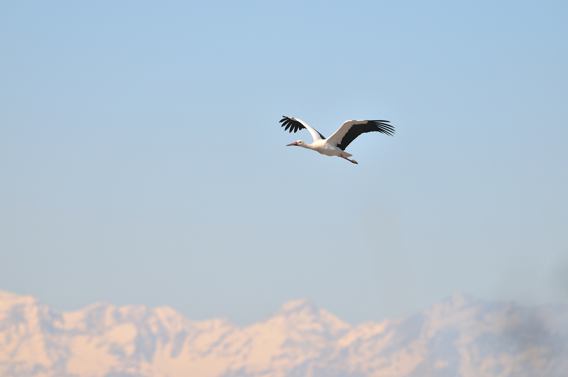 arrival of the stork...