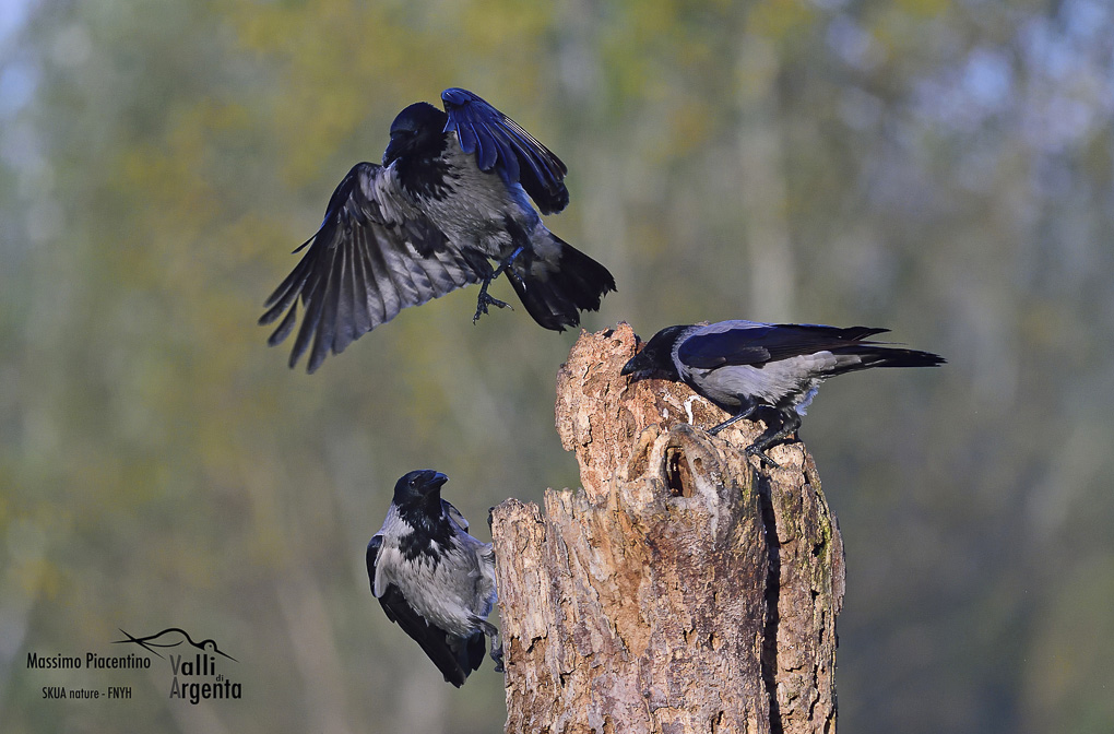 Hooded Crow (Corvus cornix)...