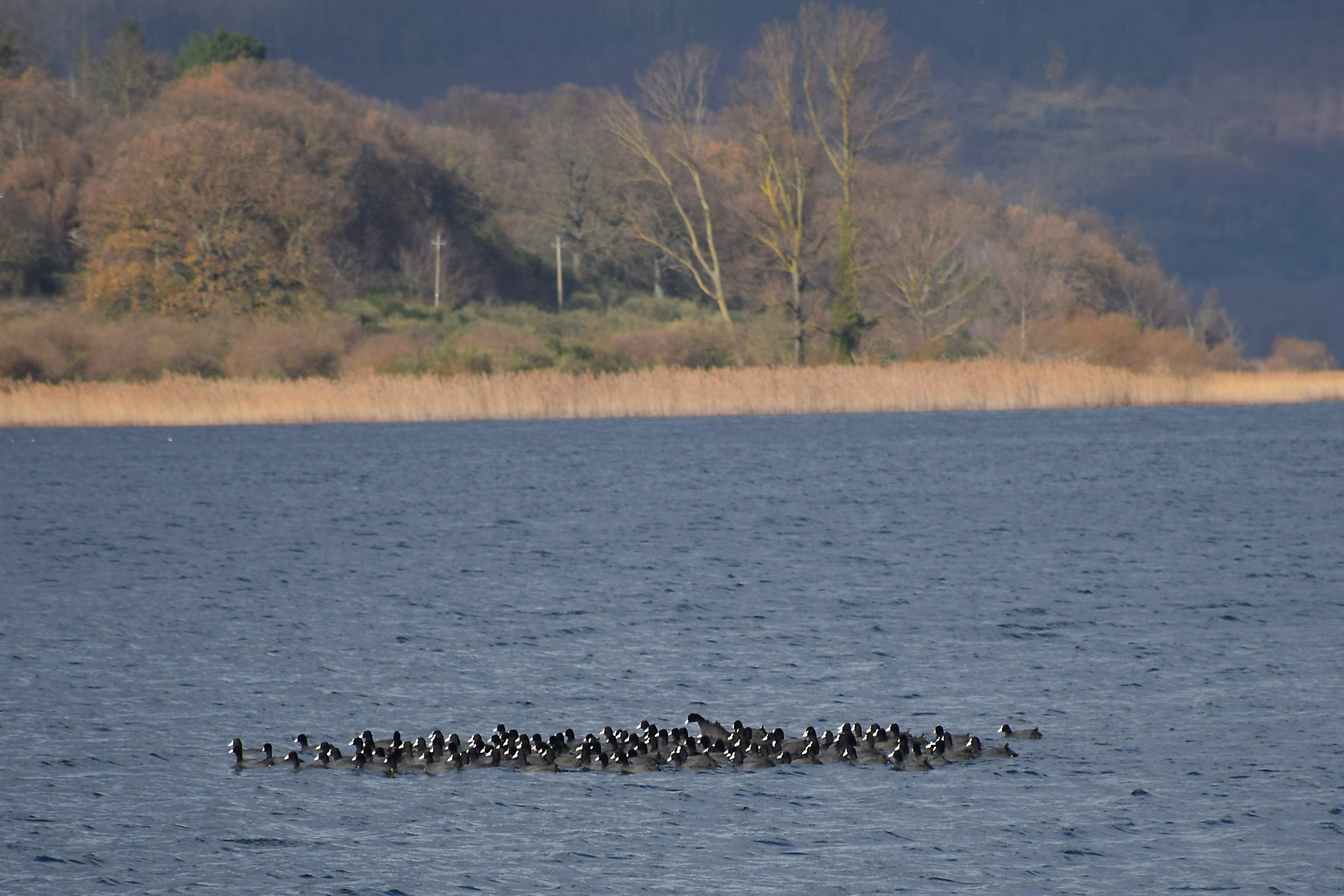 Ducks at the lake of Vico...