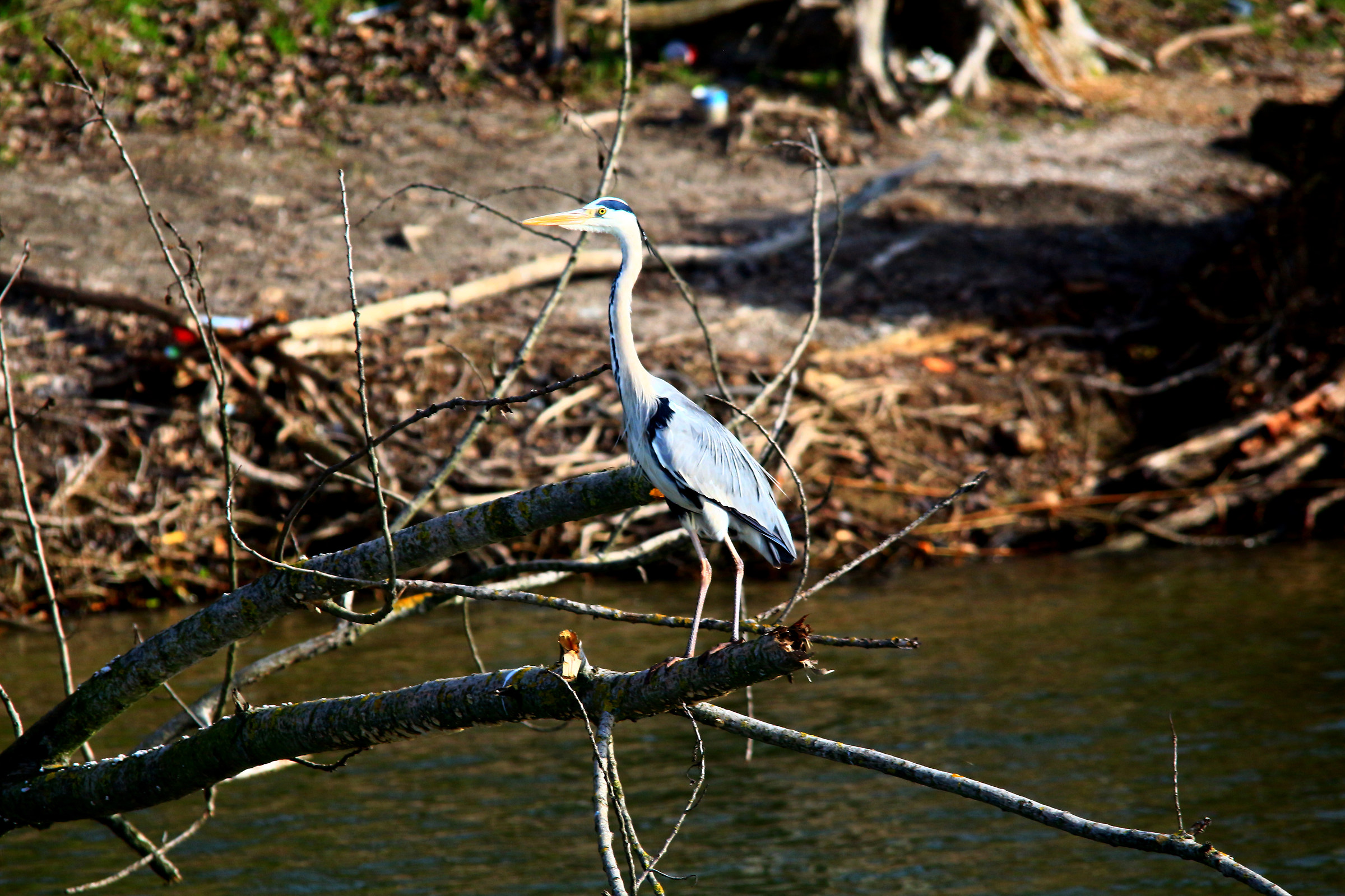 Grey Heron...