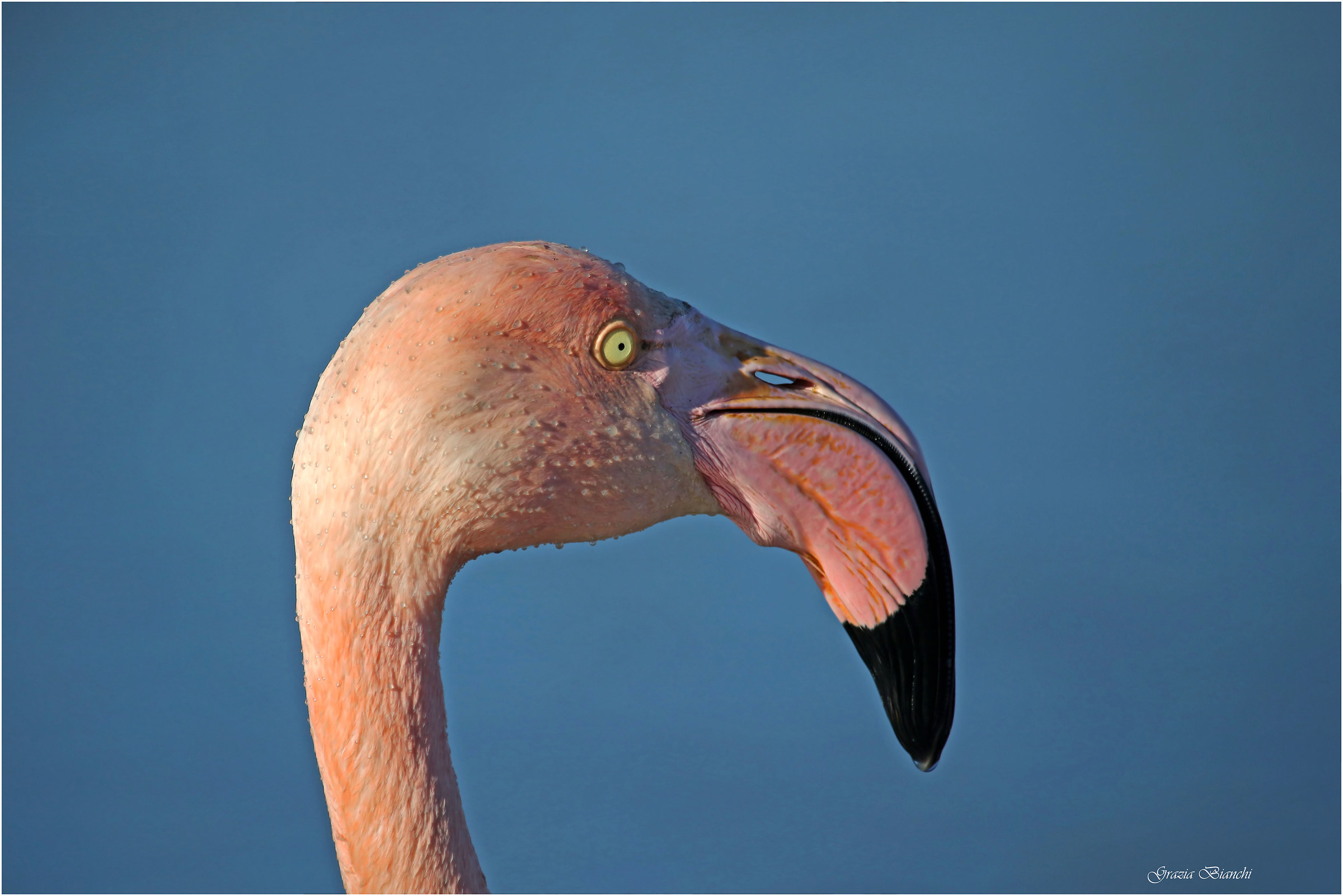 Flamingo - Camargue...