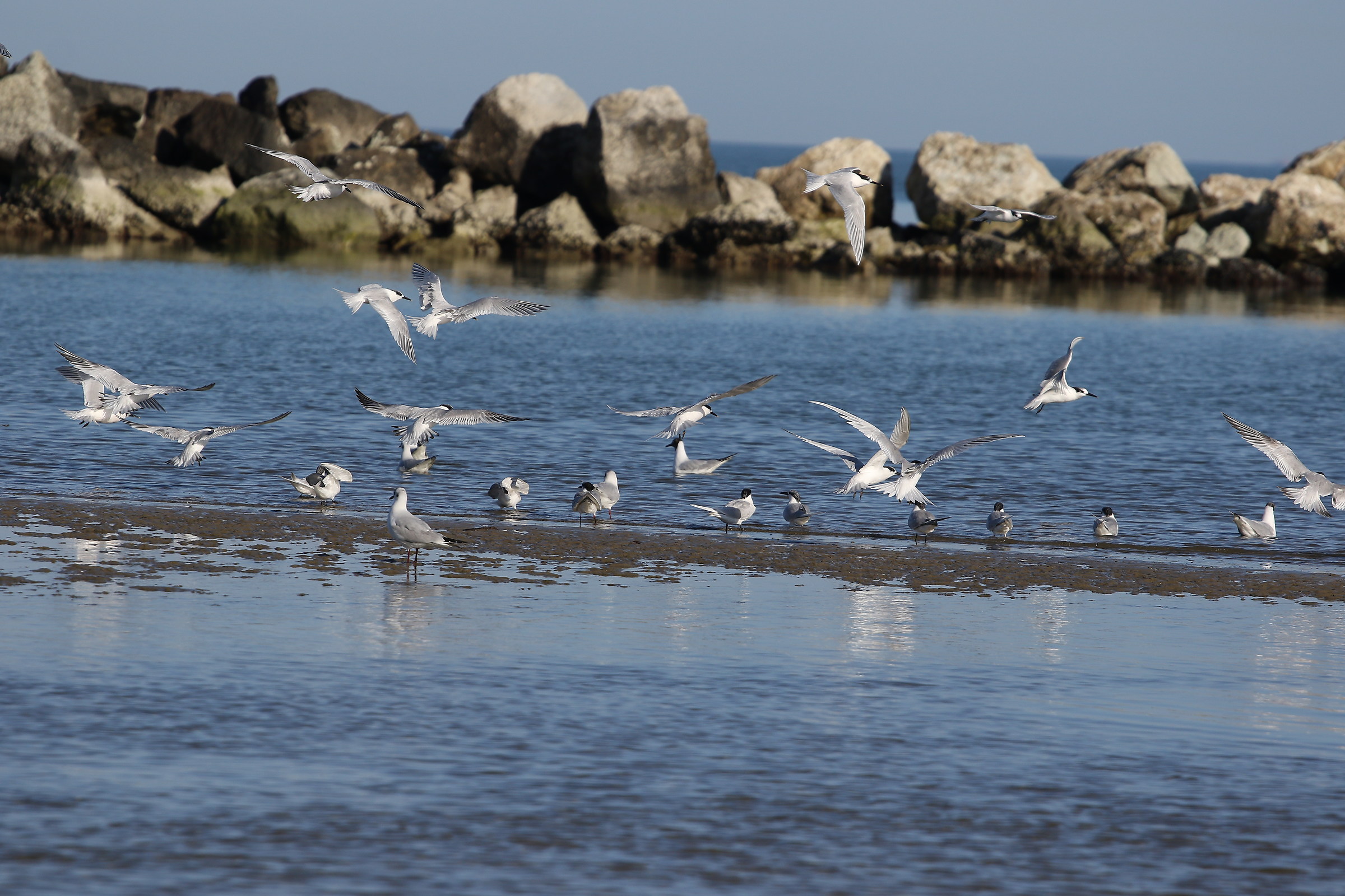 Terns and gulls...