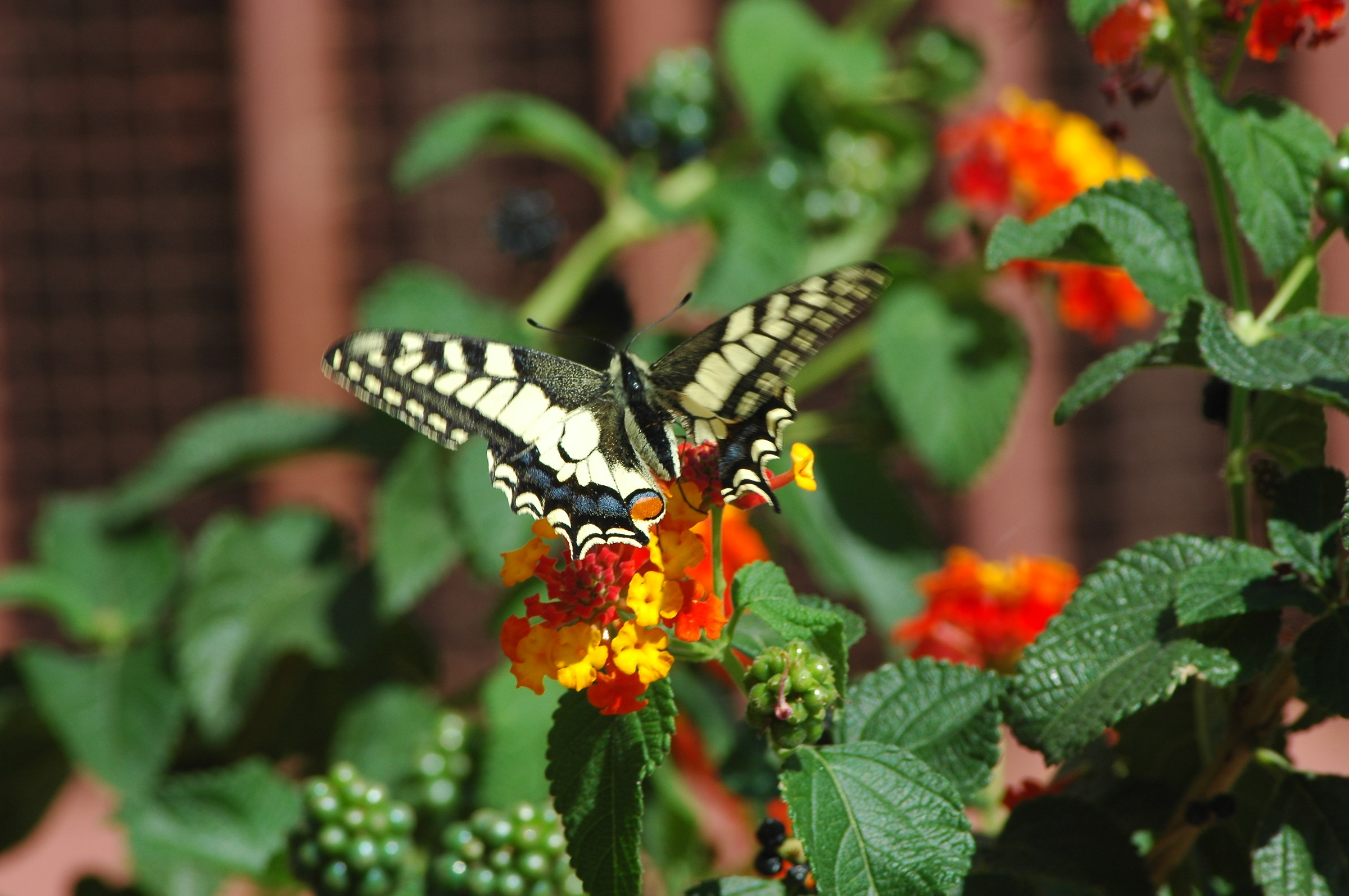 butterfly...