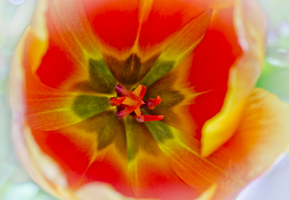 Nel Cuore del Tulipano...
