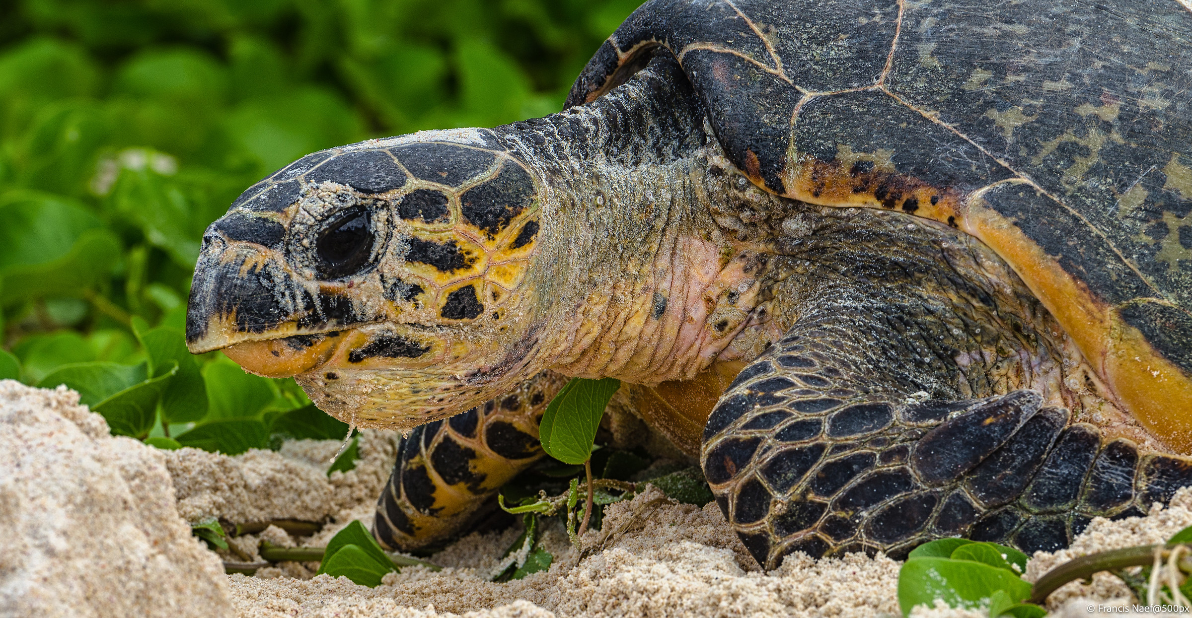 Hawksbill sea turtle...